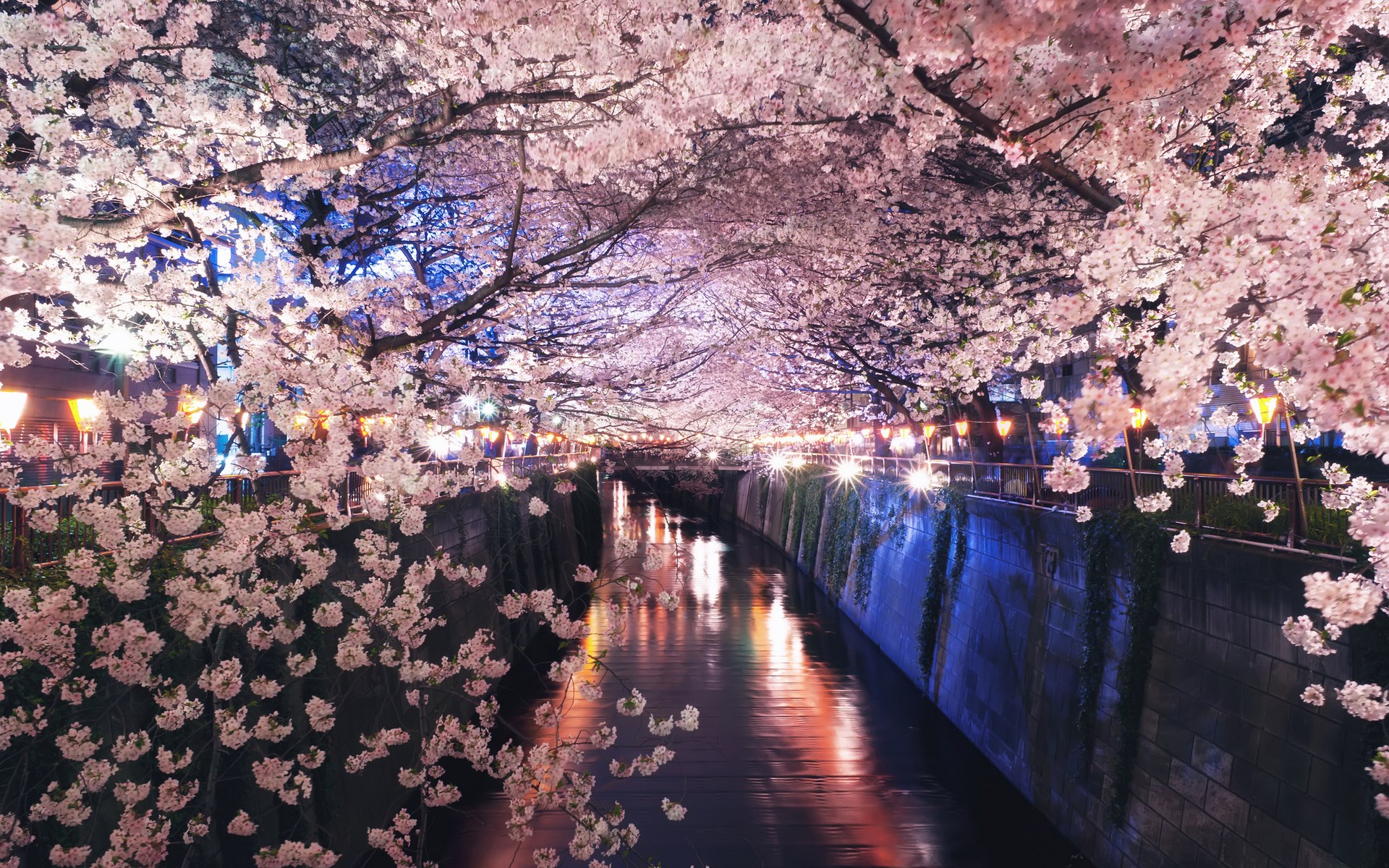 Cherry blossoms over a canal at night HD Wallpaper