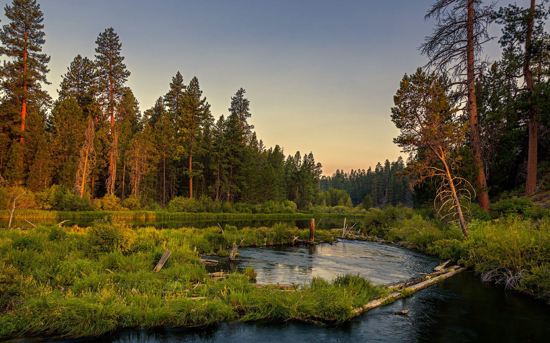 River flowing through a forest at sunset HD Wallpaper