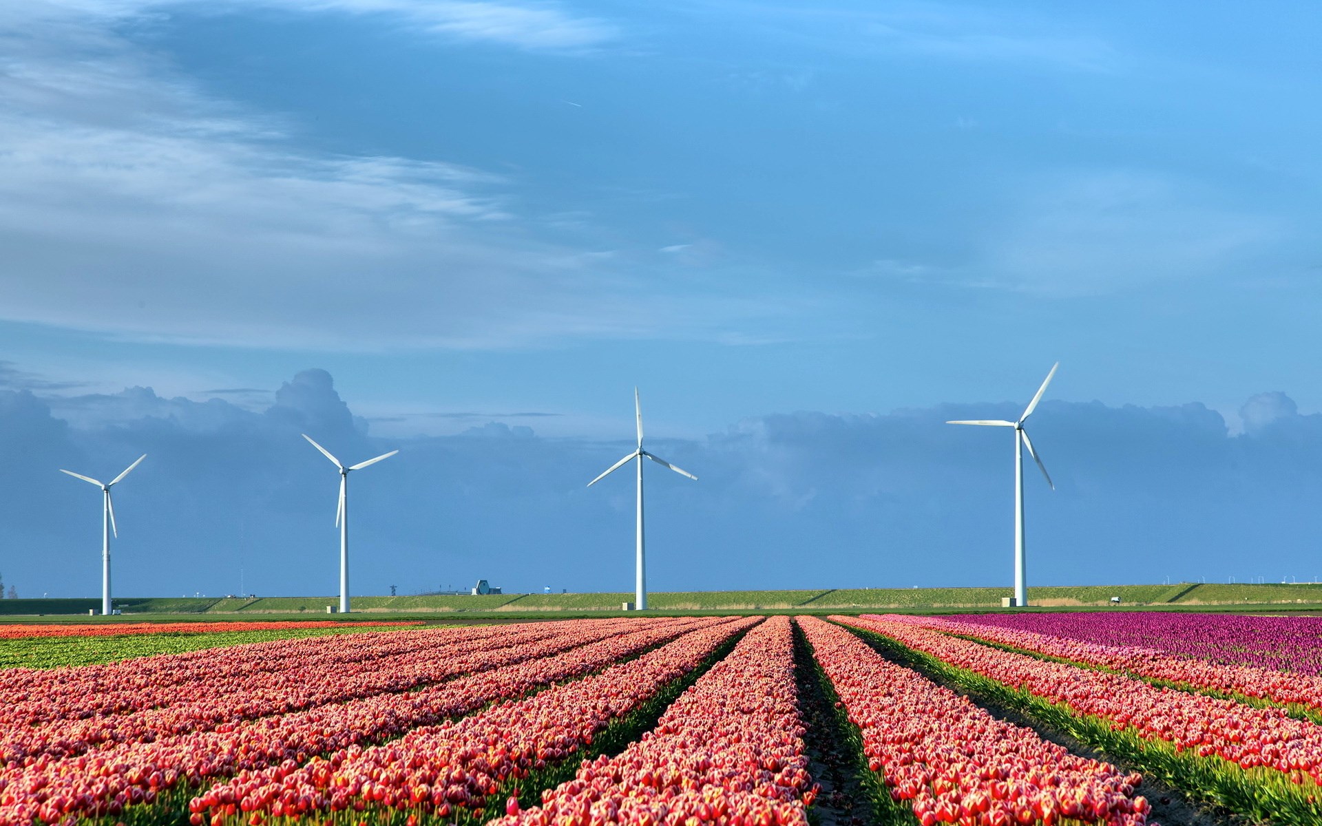 Tulip fields with wind turbines under a blue sky HD Wallpaper