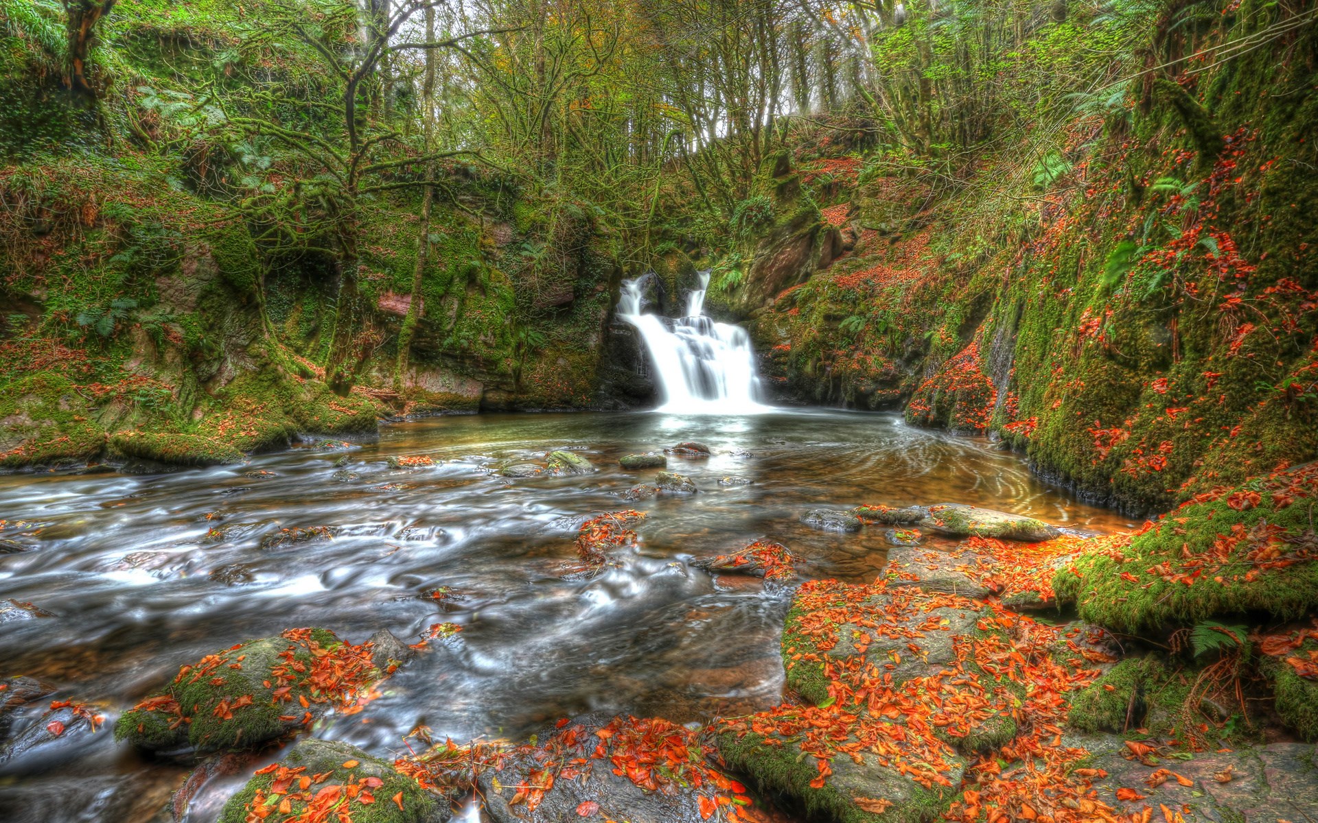 Waterfall in a mossy forest with autumn leaves HD Wallpaper