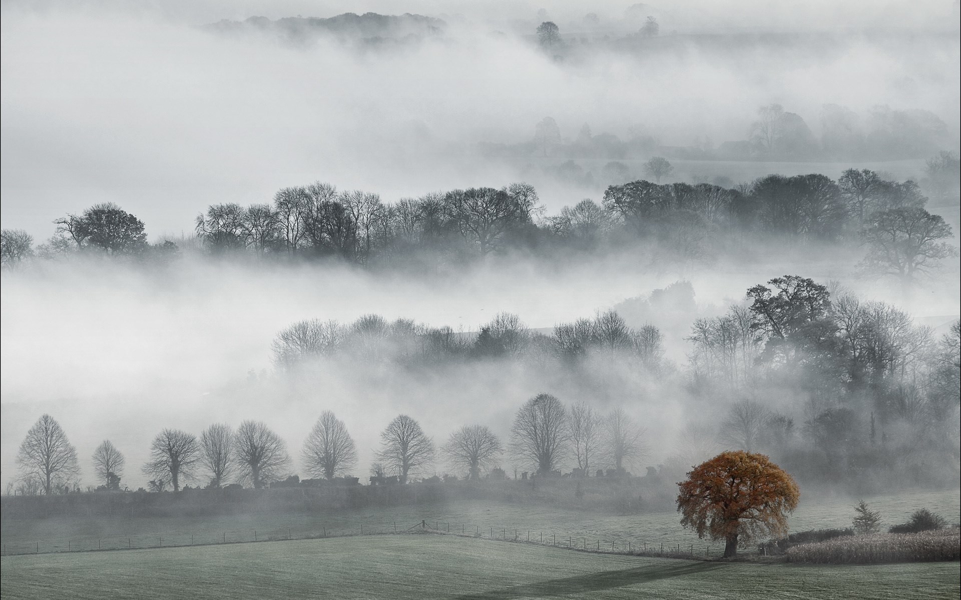 Misty valley with trees and a single autumn tree HD Wallpaper