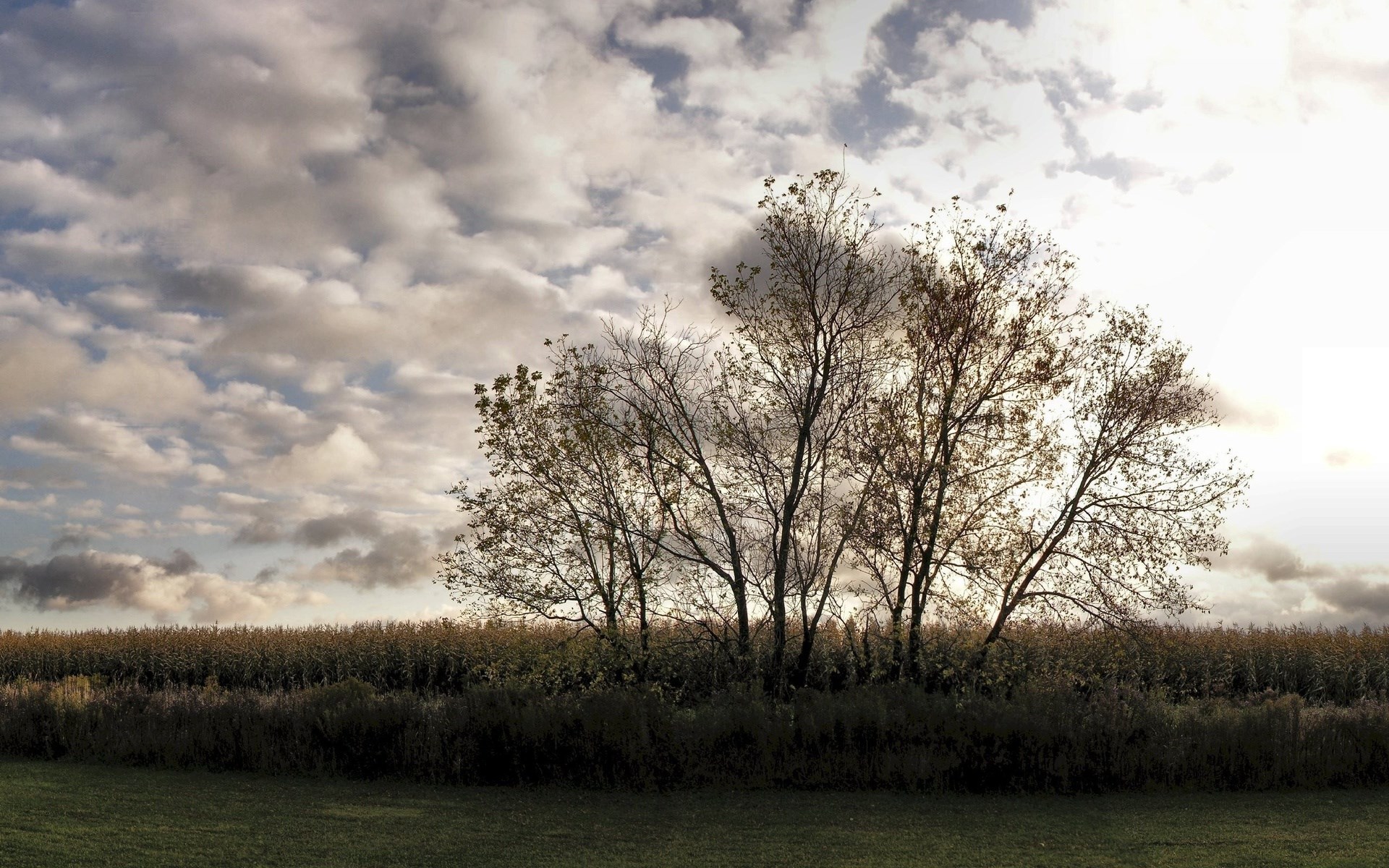 Trees in a field under a cloudy sky HD Wallpaper