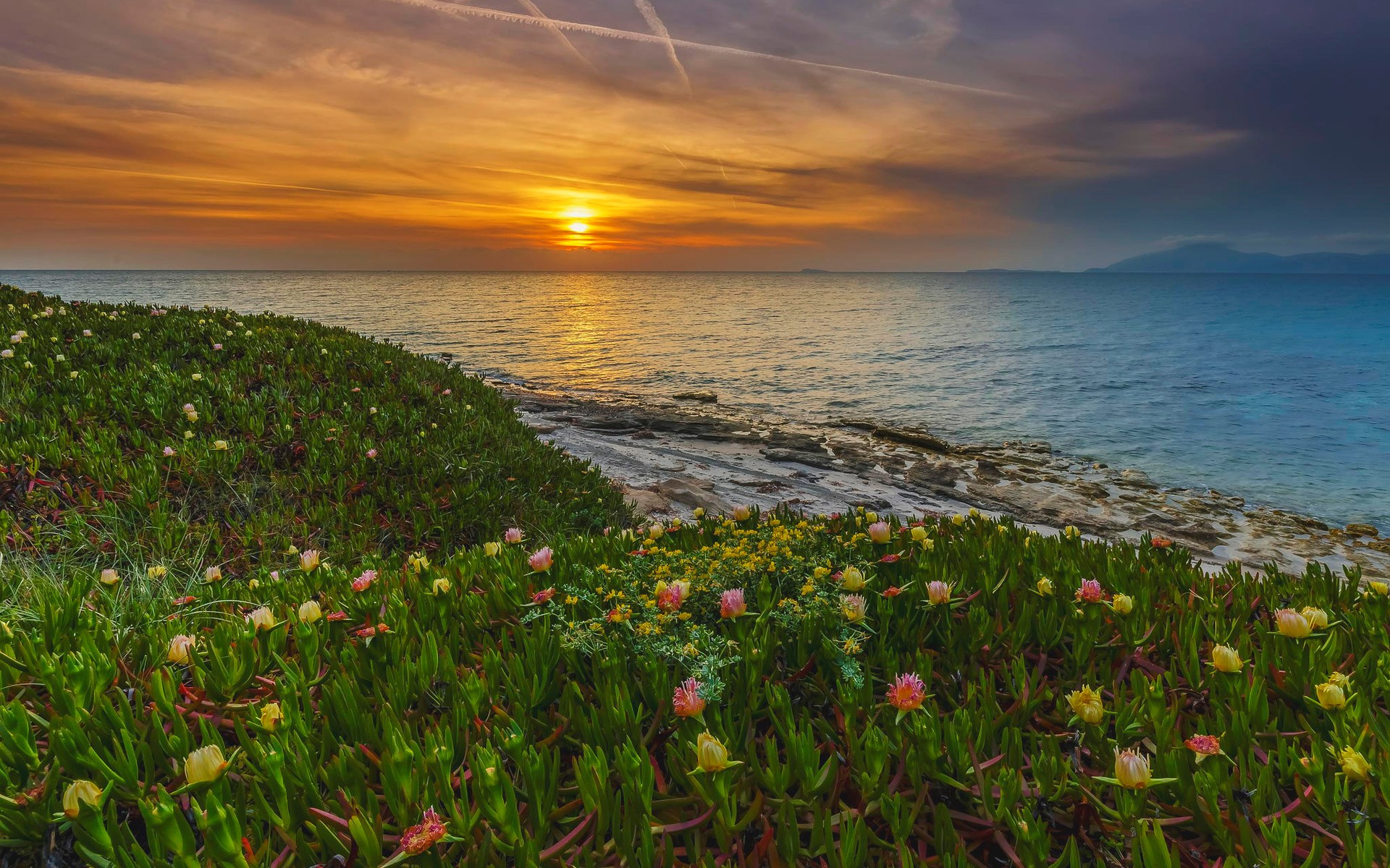 Coastal flowers at sunset over the sea HD Wallpaper