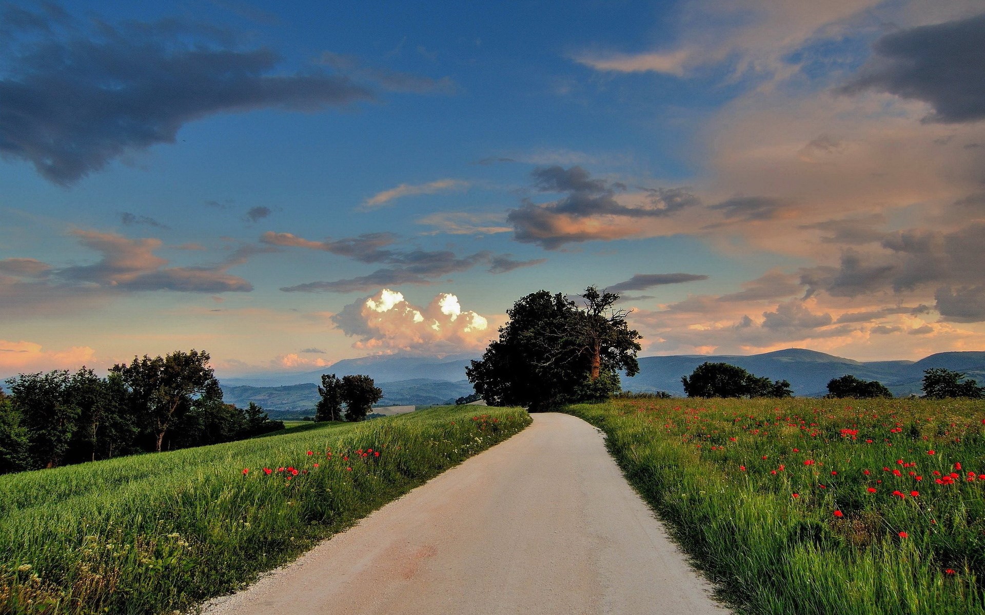 Dirt road through a field of poppies and grass HD Wallpaper