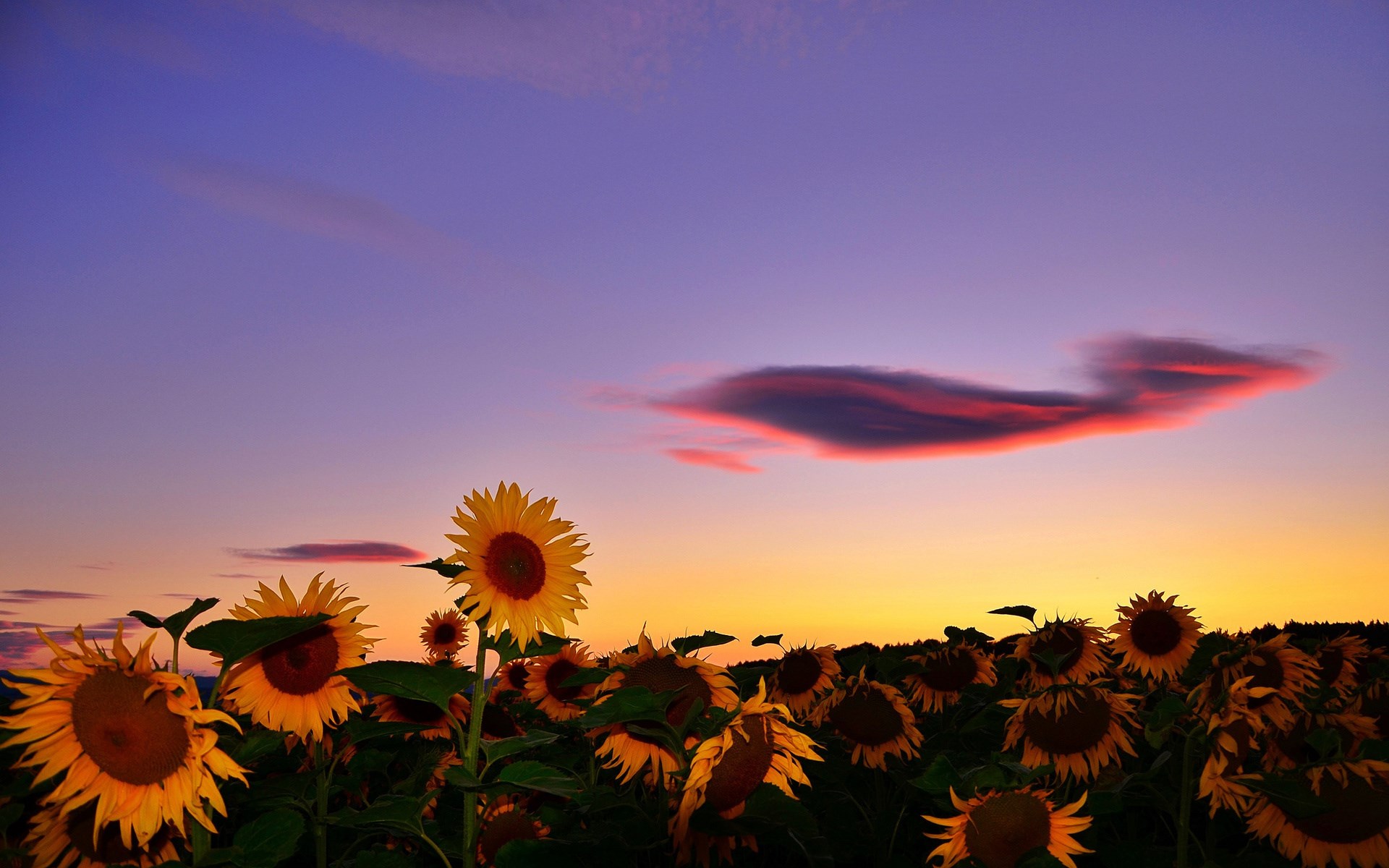 Field of sunflowers at sunset with colorful clouds HD Wallpaper