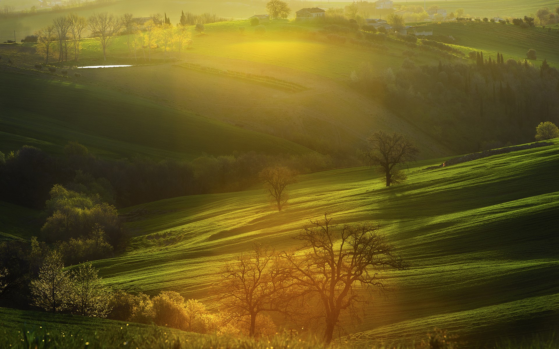 Rolling green hills bathed in golden sunlight HD Wallpaper