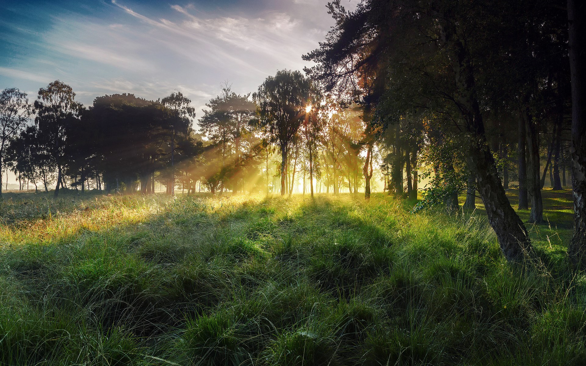 Sunbeams through trees in a grassy forest clearing HD Wallpaper
