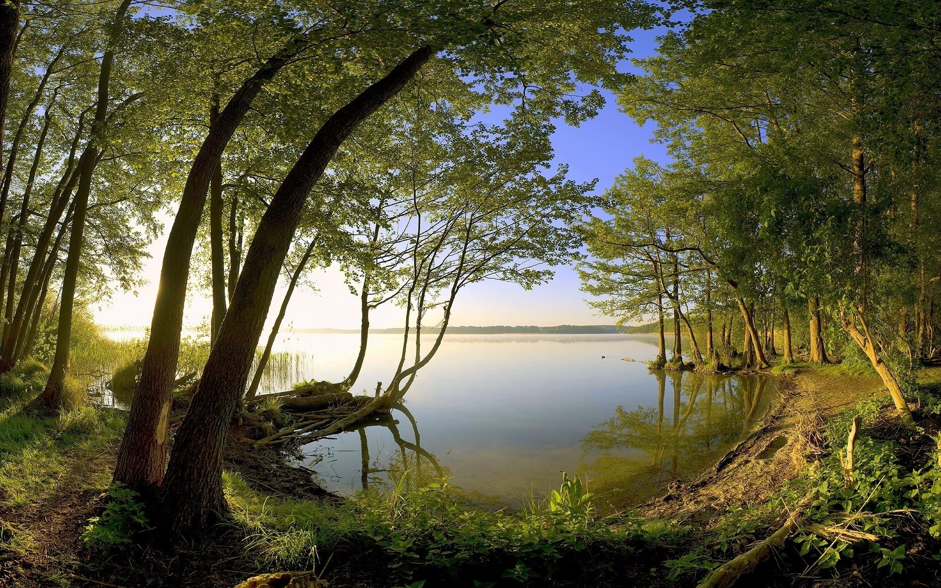Trees lining a calm lake at sunrise HD Wallpaper