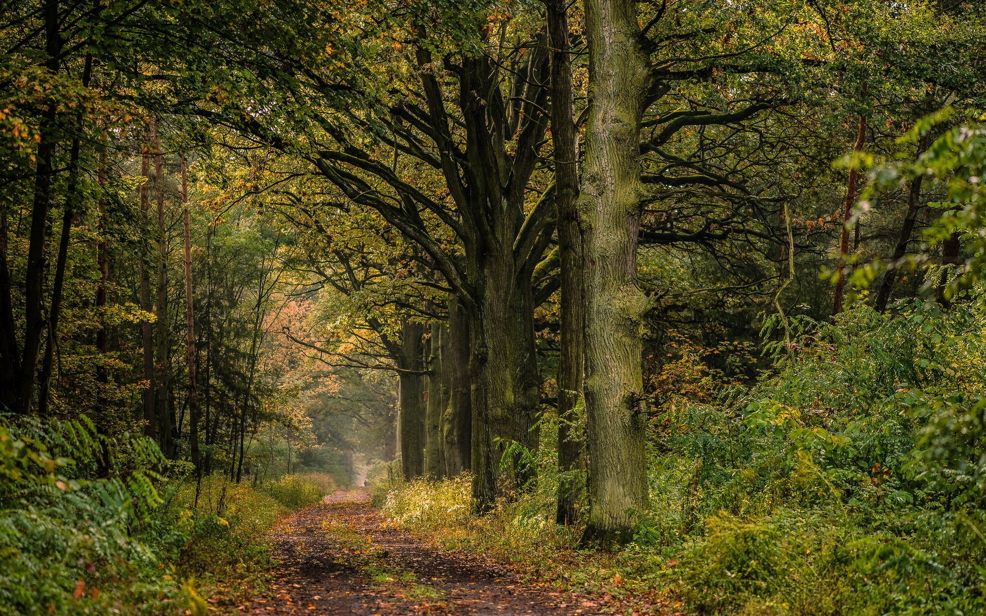 A dirt path winds through a forest with tall trees HD Wallpaper