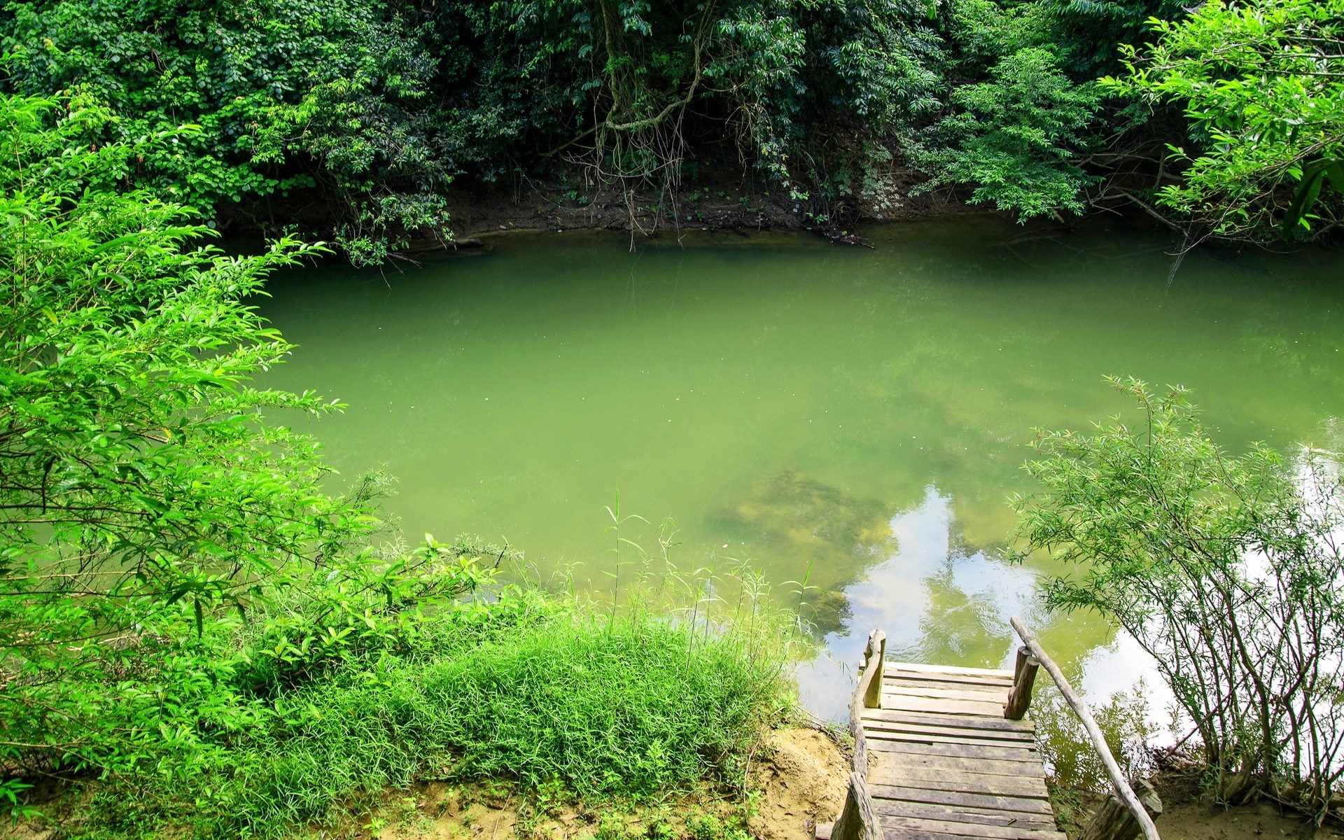 Wooden stairs leading to a calm green river in a forest HD Wallpaper