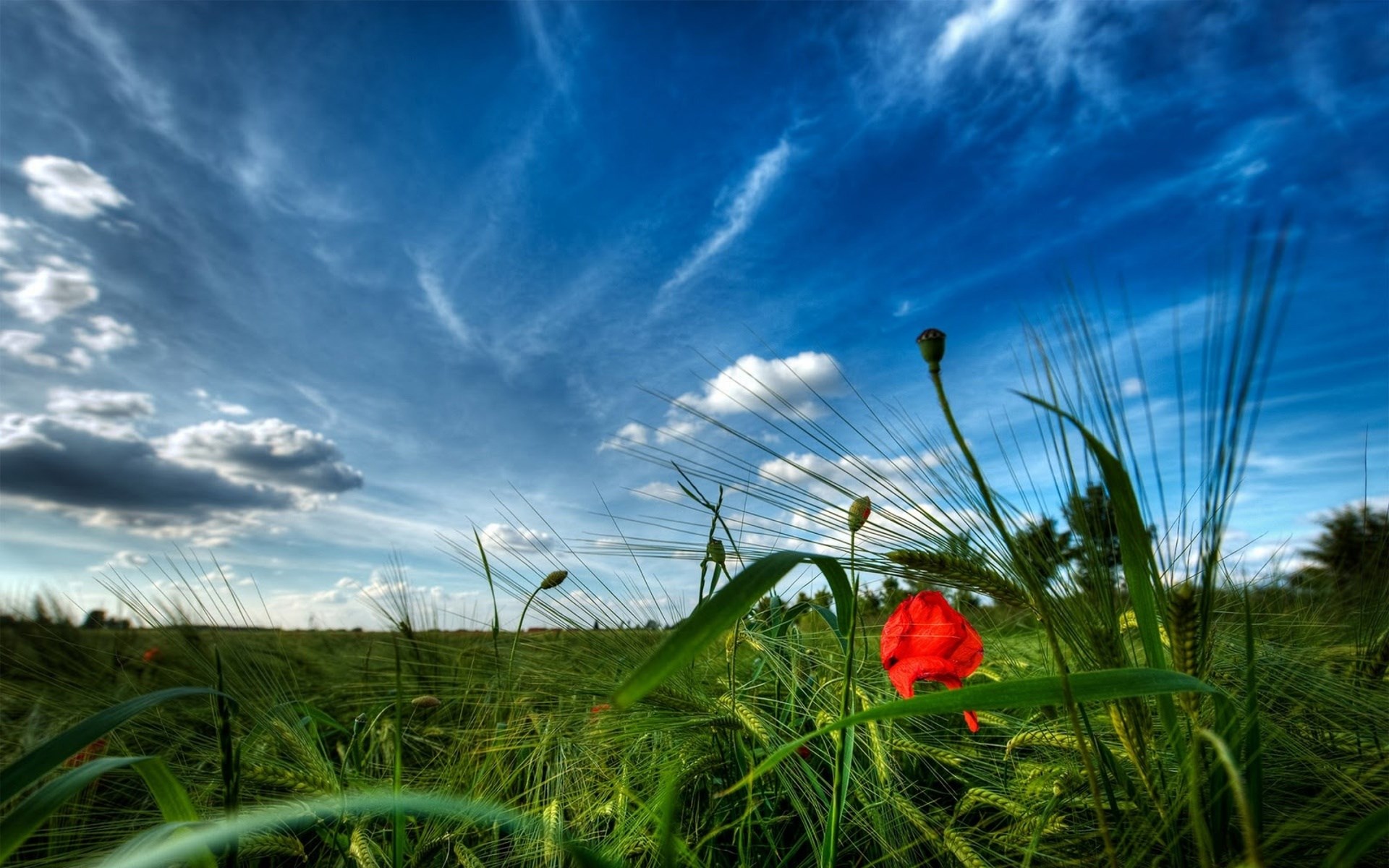 Red poppy in a green field under a blue sky HD Wallpaper