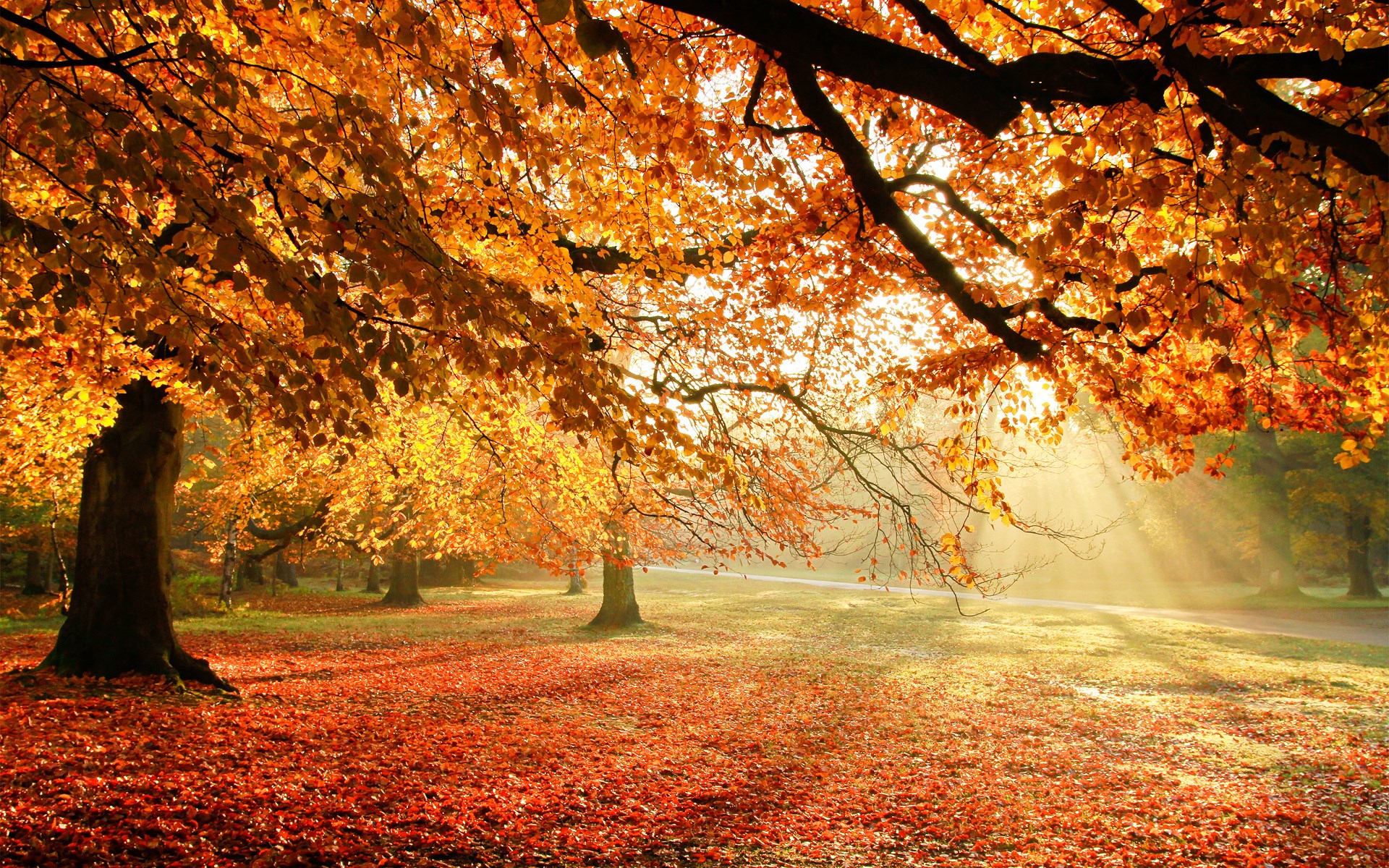 Sunlight filtering through autumn trees onto a leaf-covered ground HD Wallpaper
