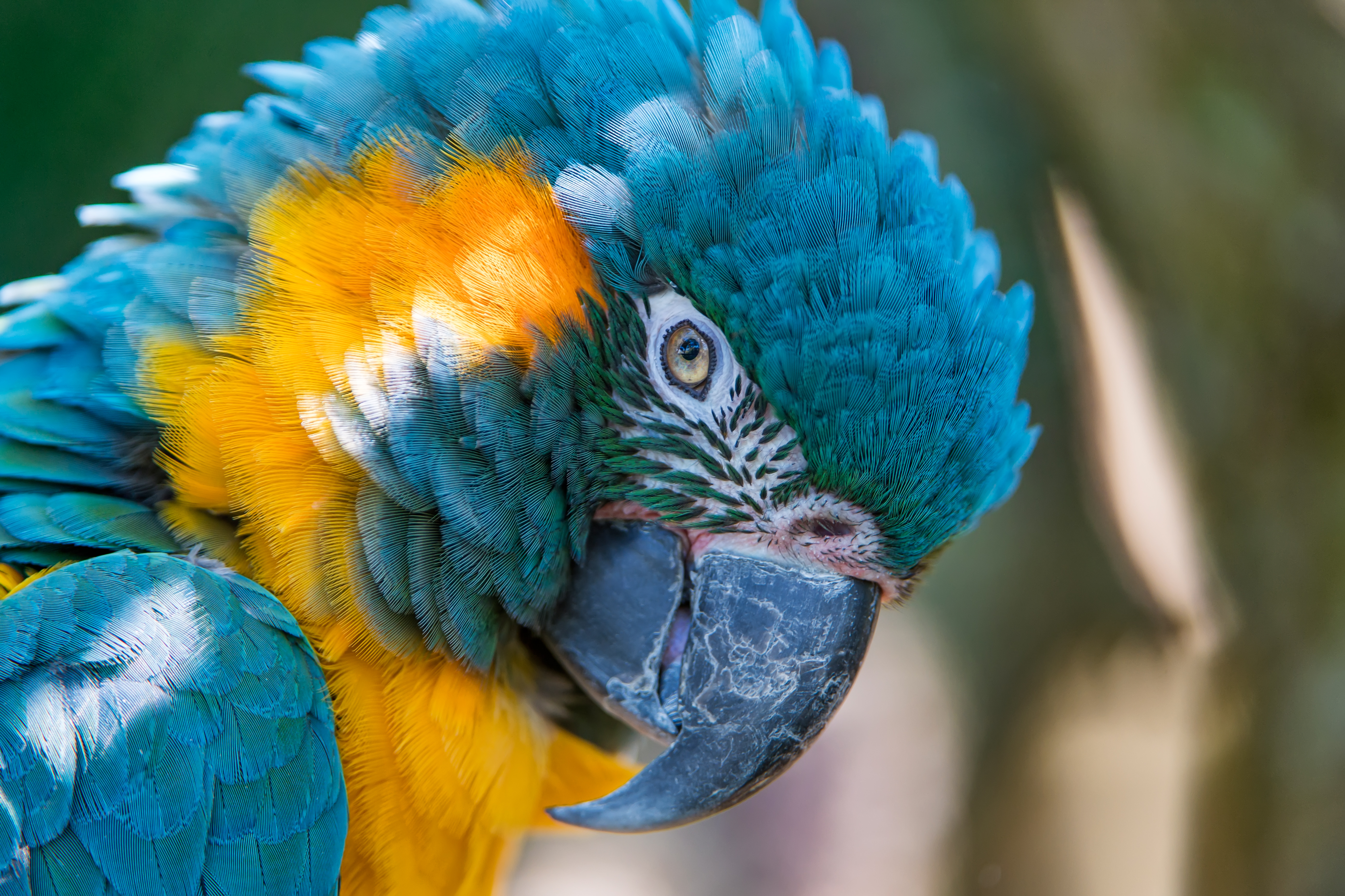 Blue-and-yellow macaw close-up HD Wallpaper
