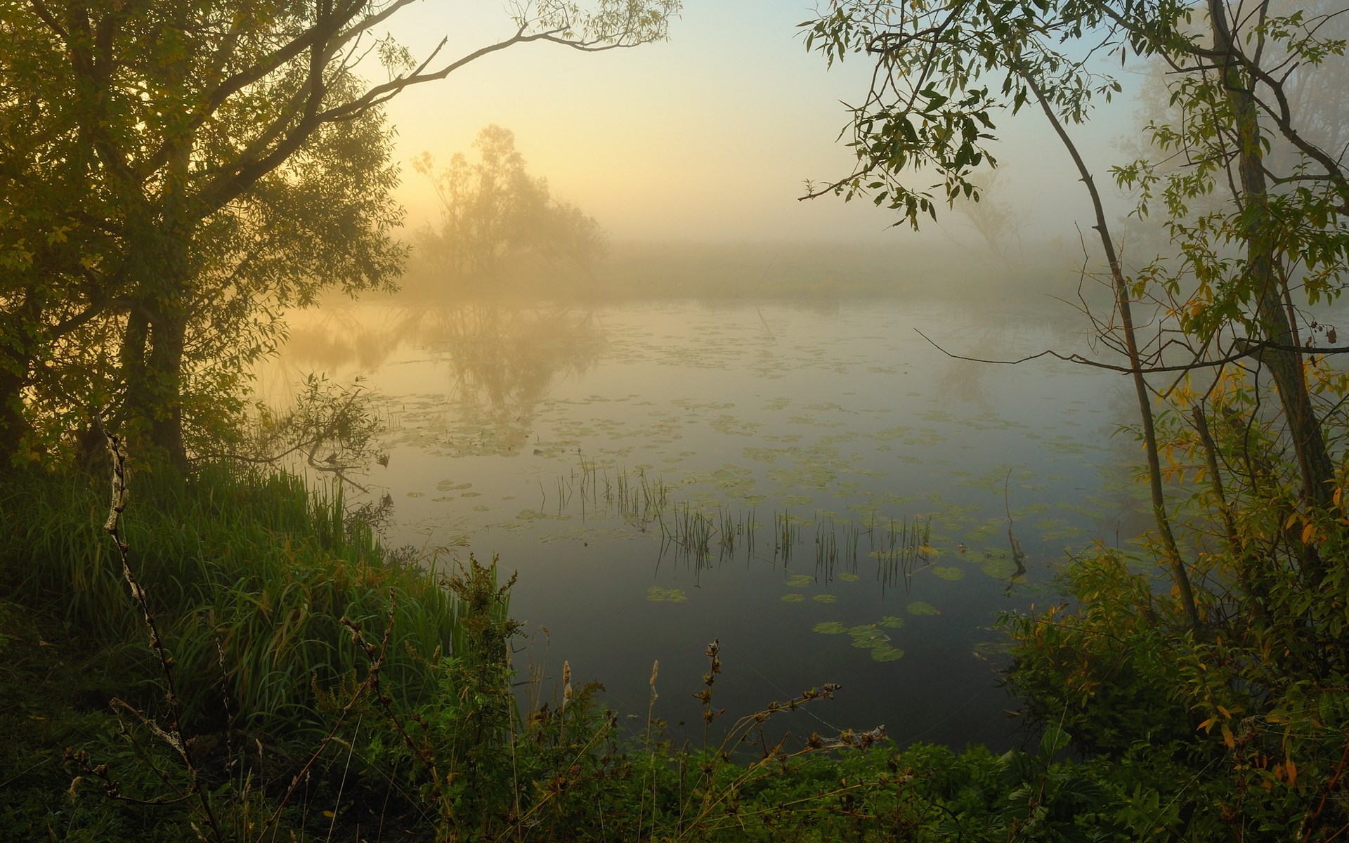 Misty lake at sunrise with trees and foliage HD Wallpaper