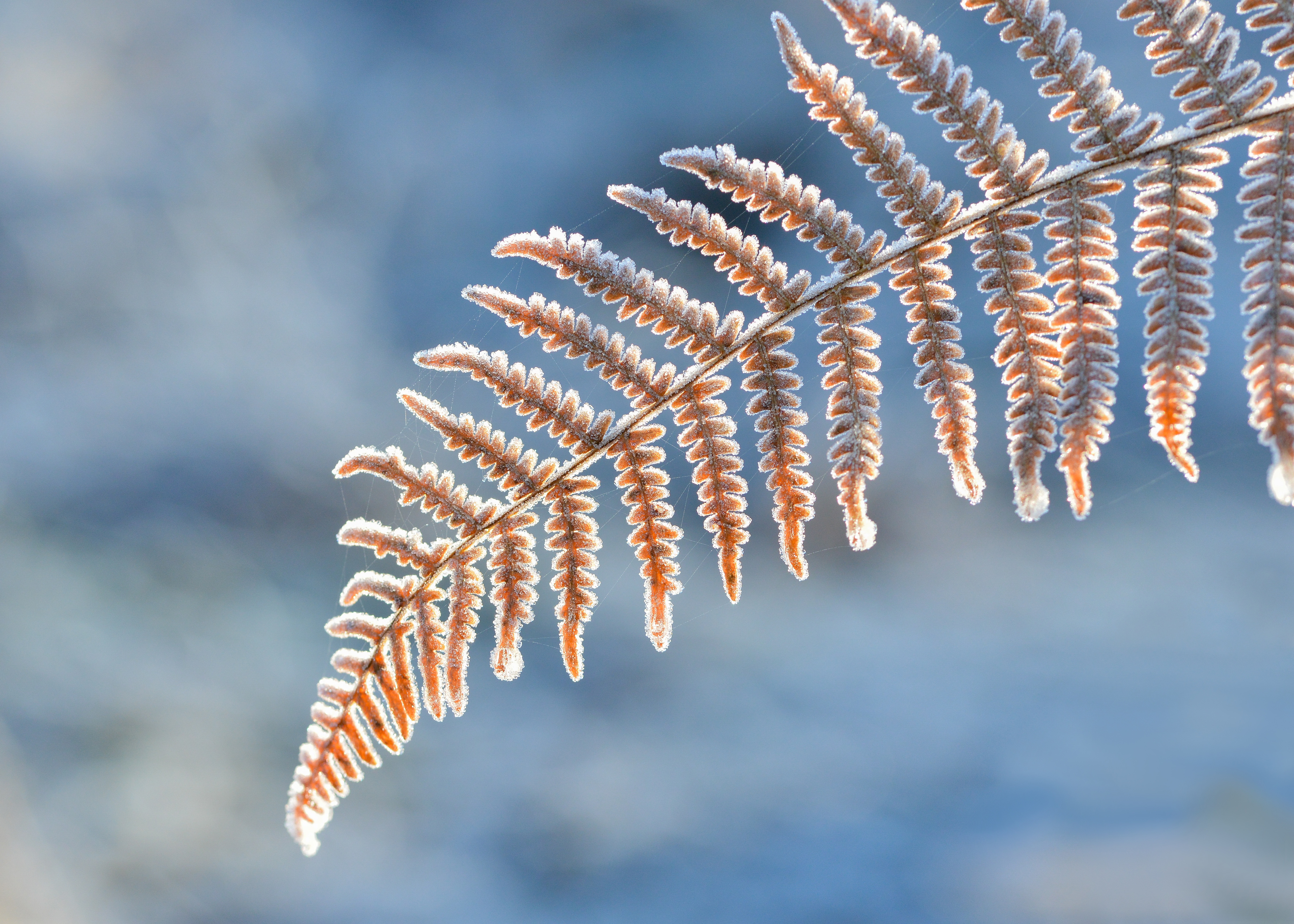 Frost on a Fern Leaf in Winter HD Wallpaper