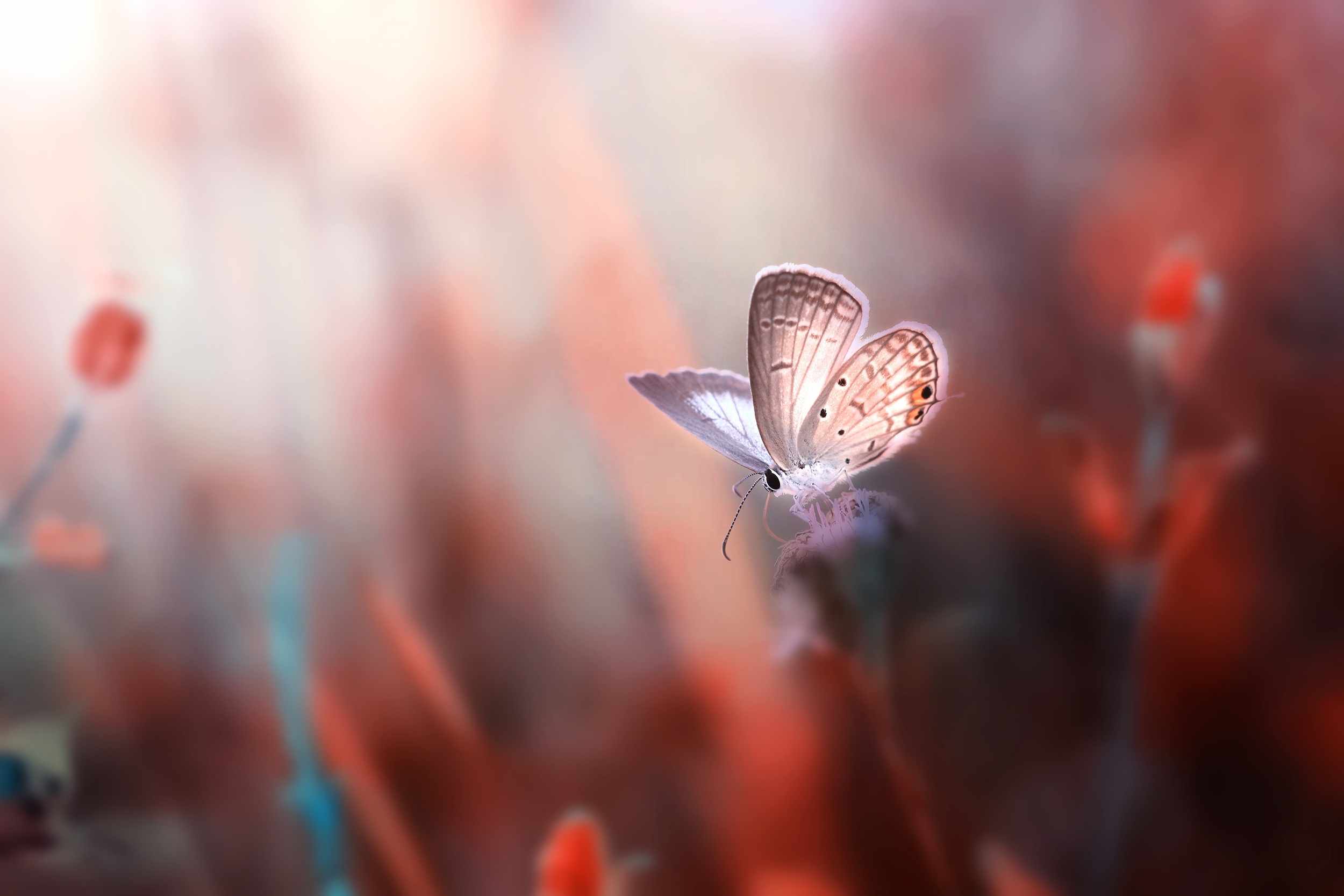 Butterfly on a flower HD Wallpaper