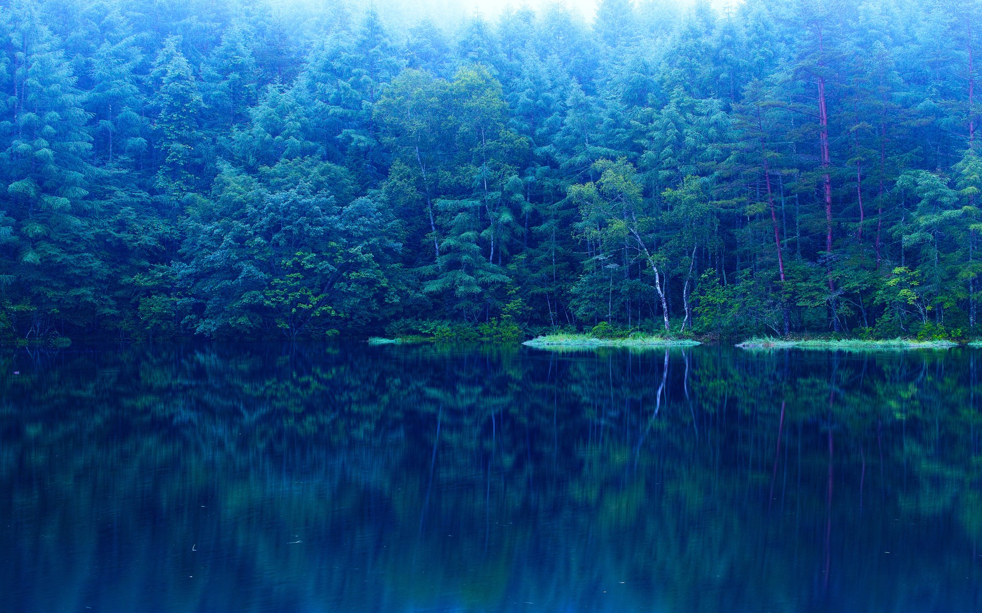 Misty forest reflected in a dark lake HD Wallpaper