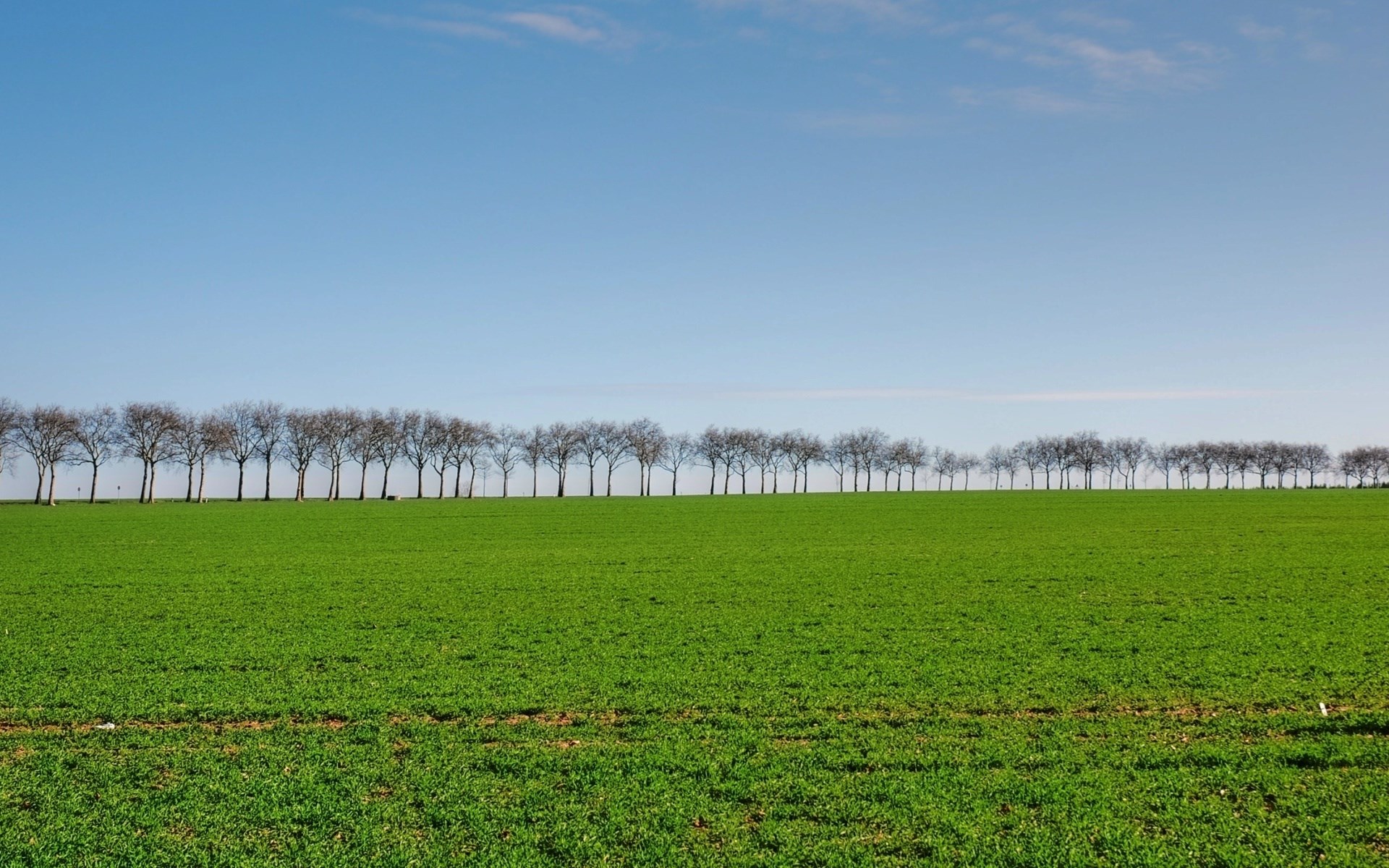 A row of bare trees on a green field under a blue sky HD Wallpaper