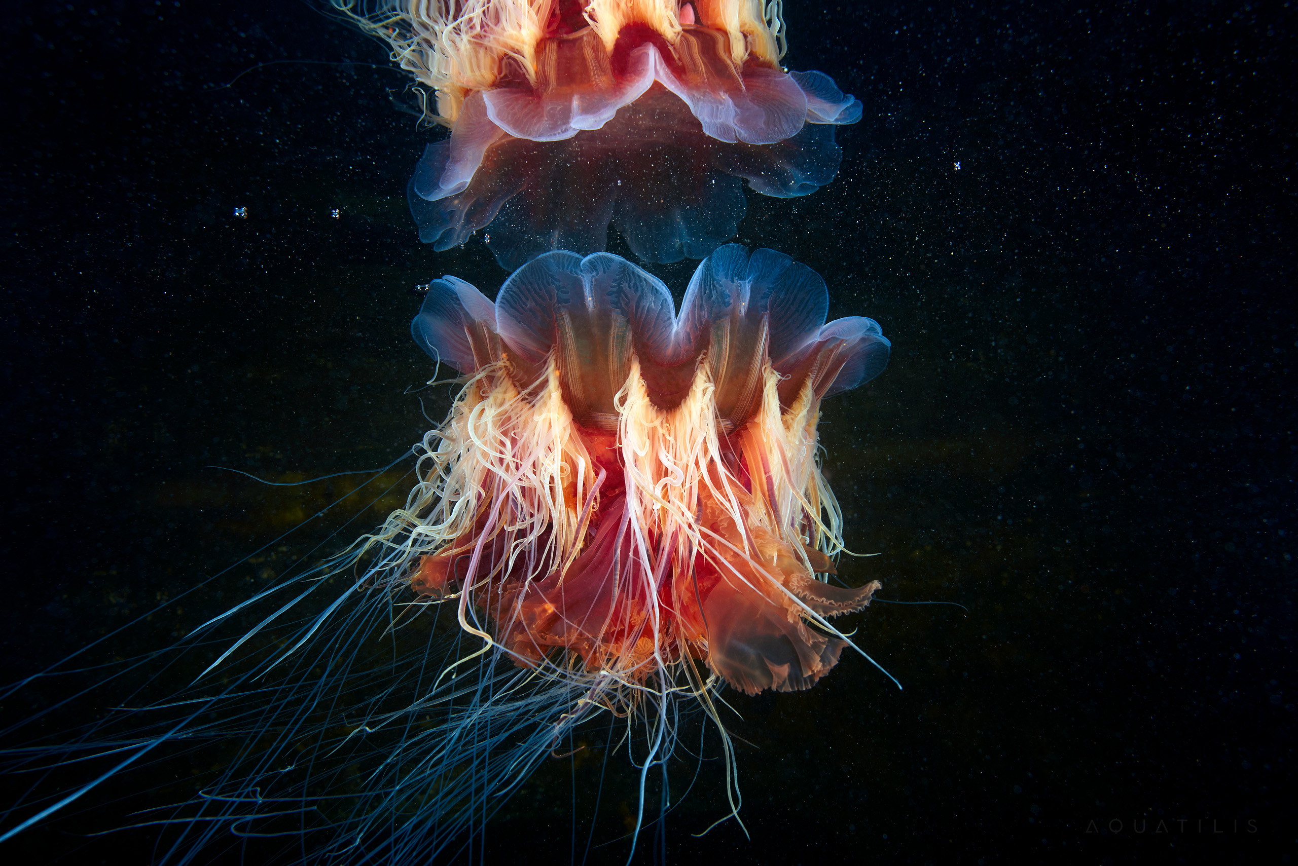 Two Lions Mane Jellyfish underwater HD Wallpaper