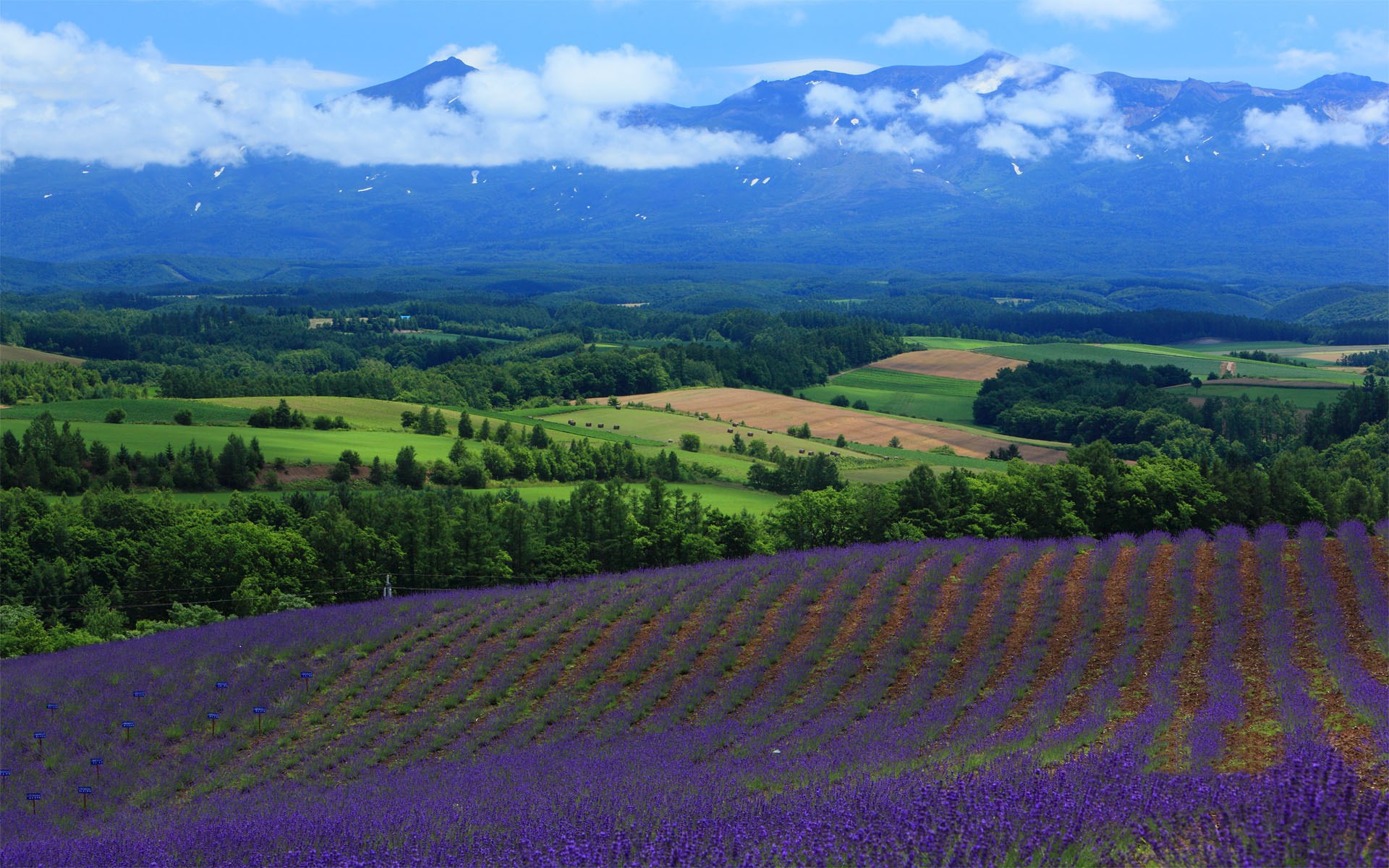 Lavender fields and mountains in Hokkaido HD Wallpaper