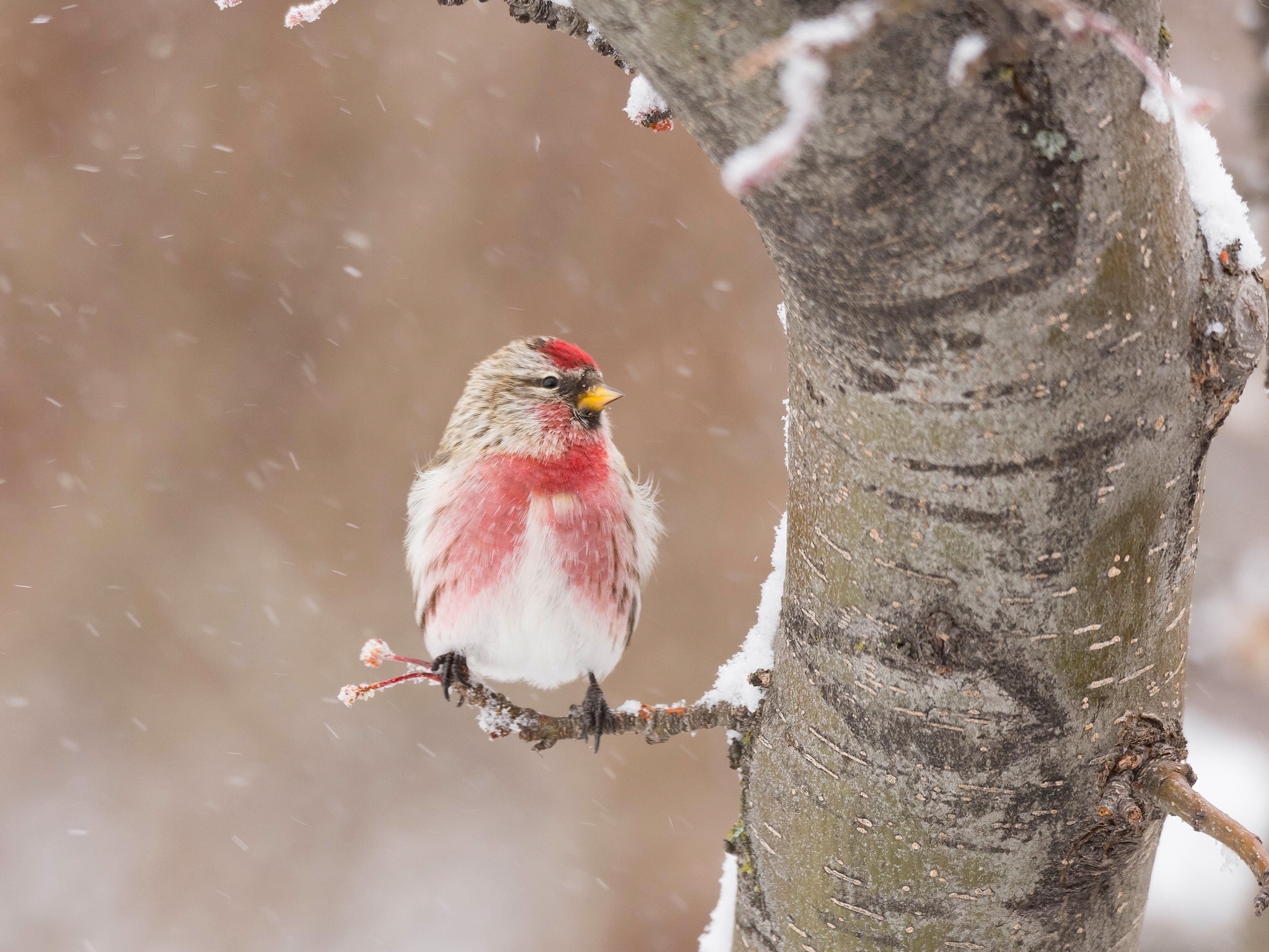 A small bird with red markings sits on a snowy branch during snowfall HD Wallpaper