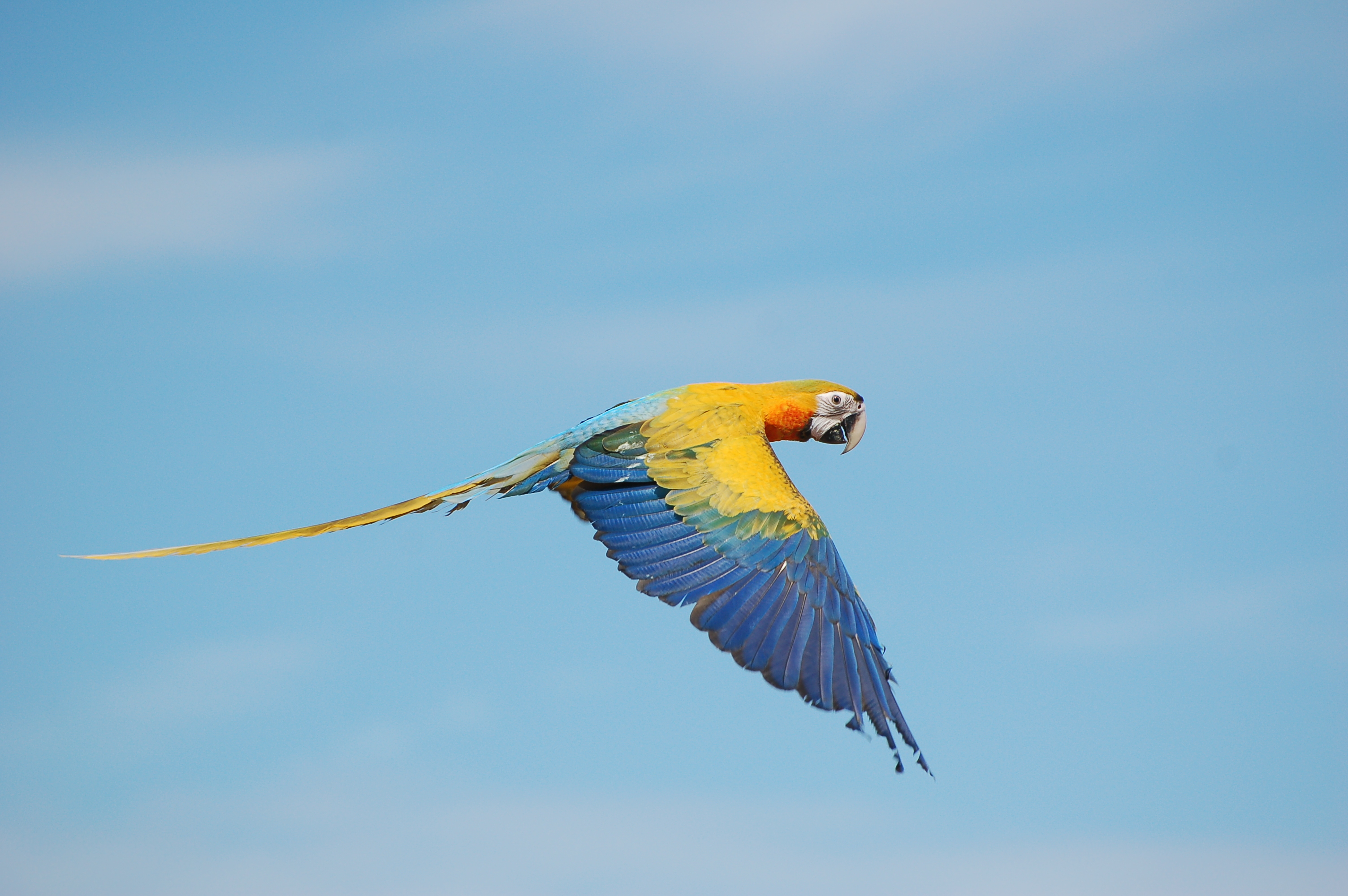 Blue-and-yellow macaw in flight HD Wallpaper