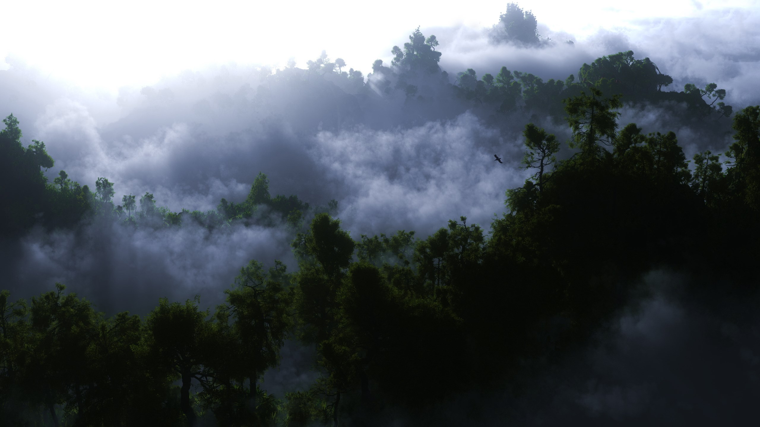 Misty forest canopy with a bird in flight HD Wallpaper