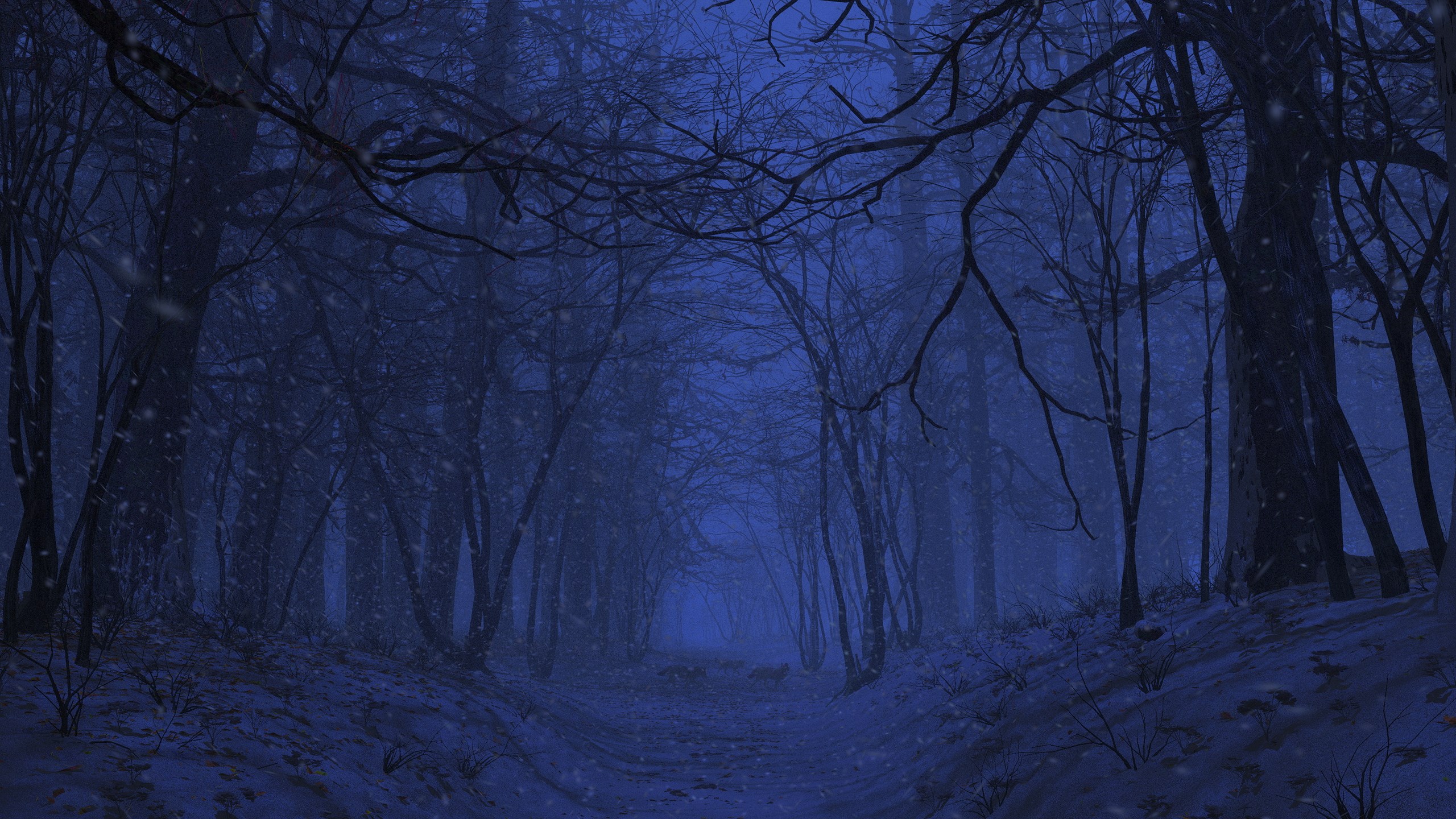 Snowy forest path at night HD Wallpaper