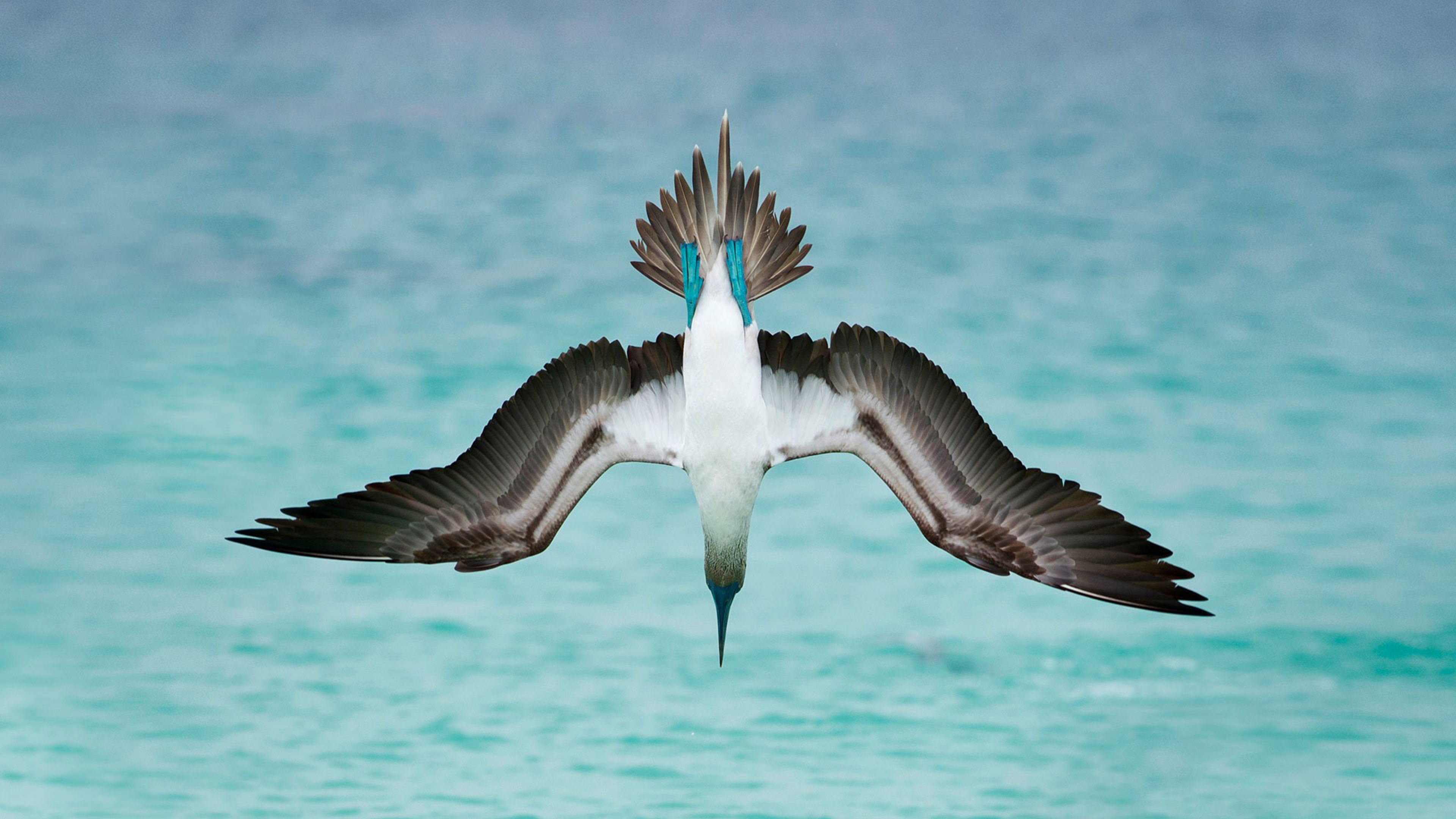 Blue-footed booby diving into ocean 4K HD Wallpaper