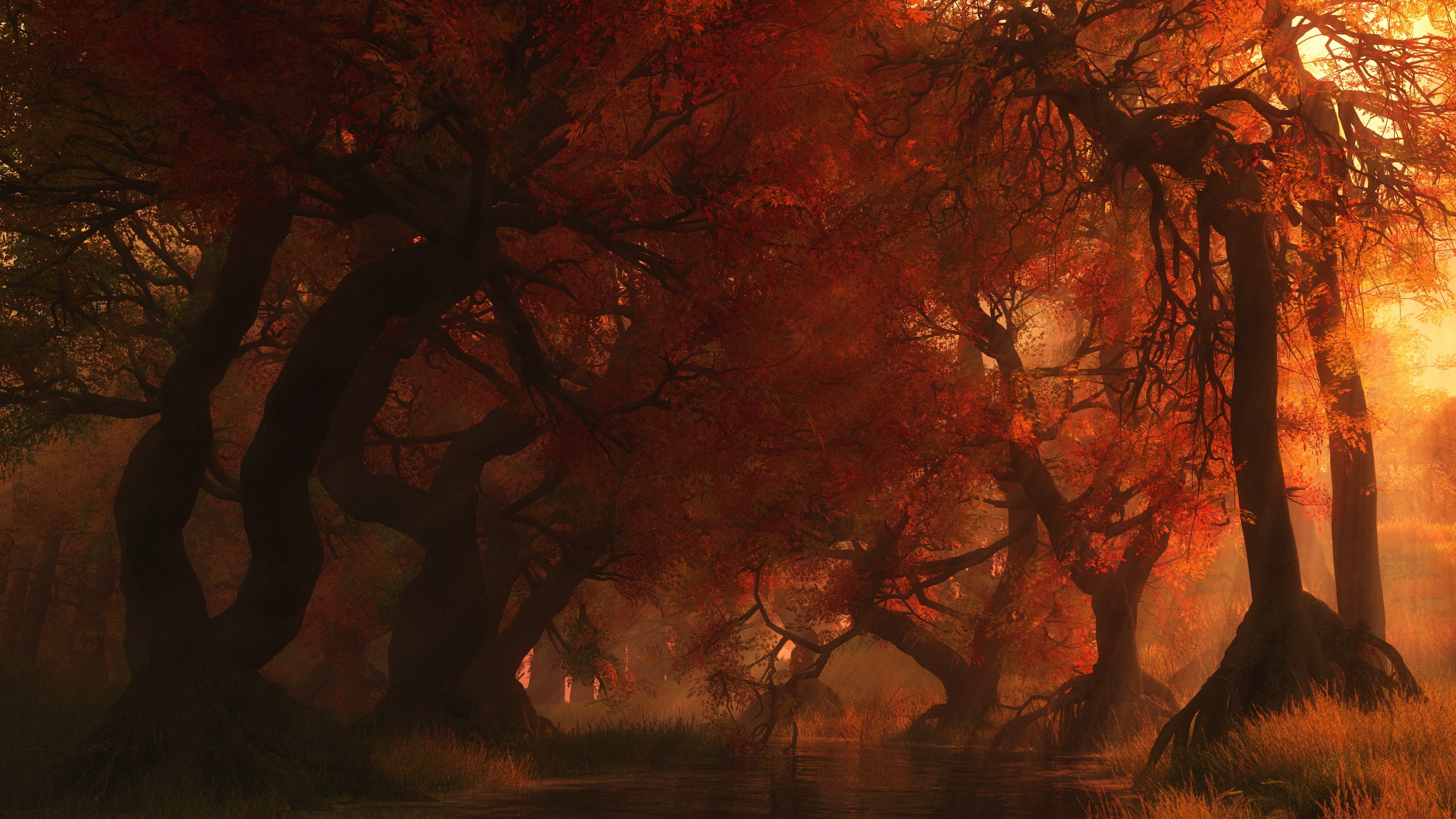 Autumn forest with a stream and glowing light HD Wallpaper