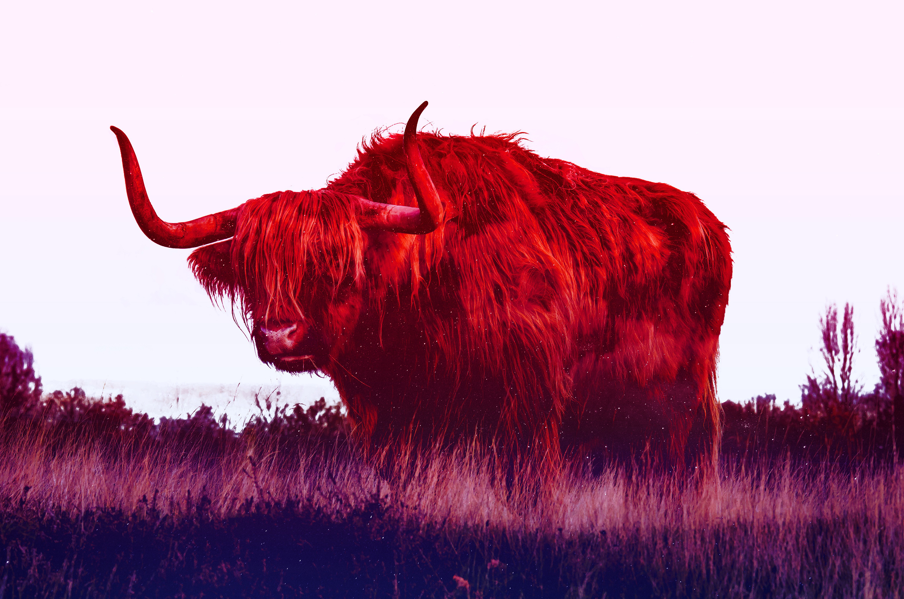 Red Highland Cow in a Field HD Wallpaper