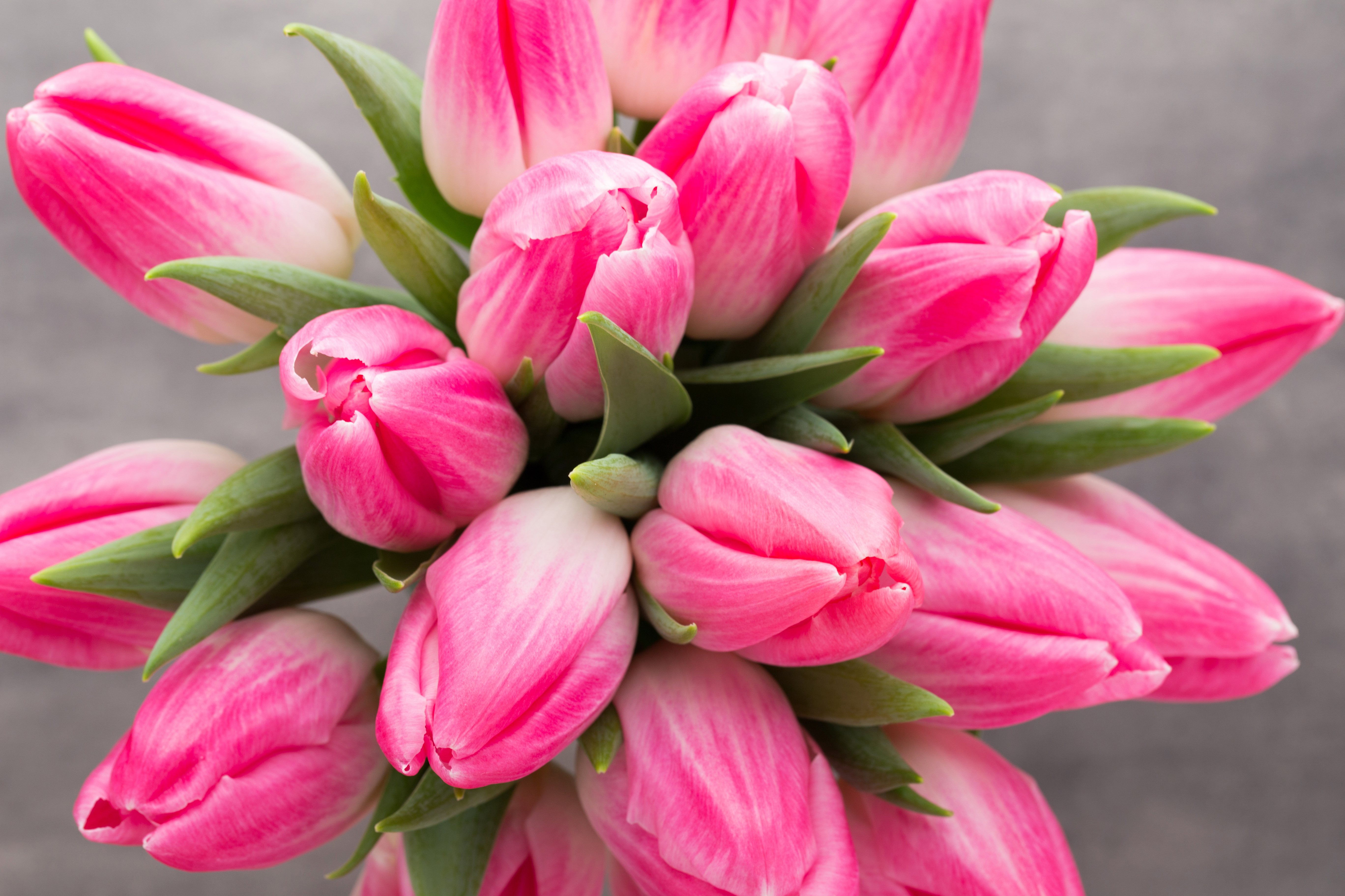 Pink tulips on a gray background HD Wallpaper