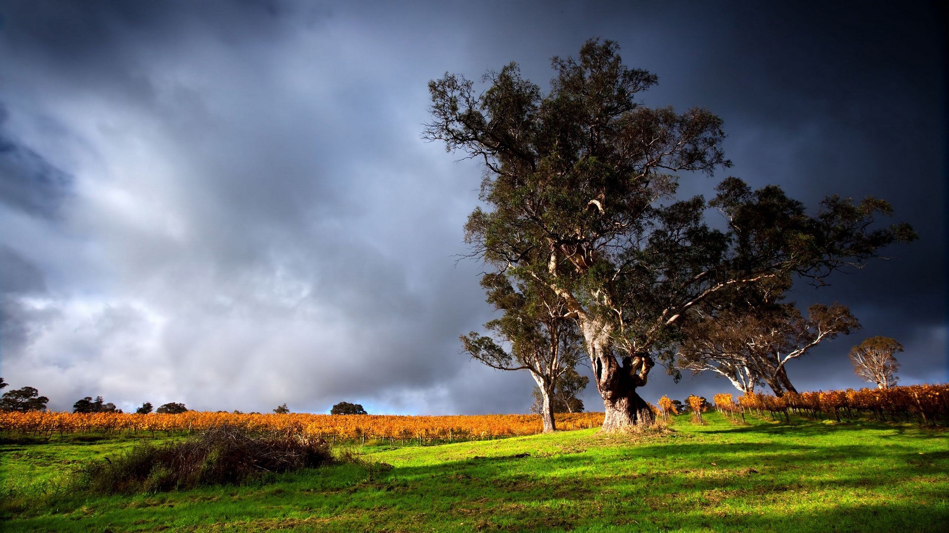 Trees in a field under a stormy sky HD Wallpaper
