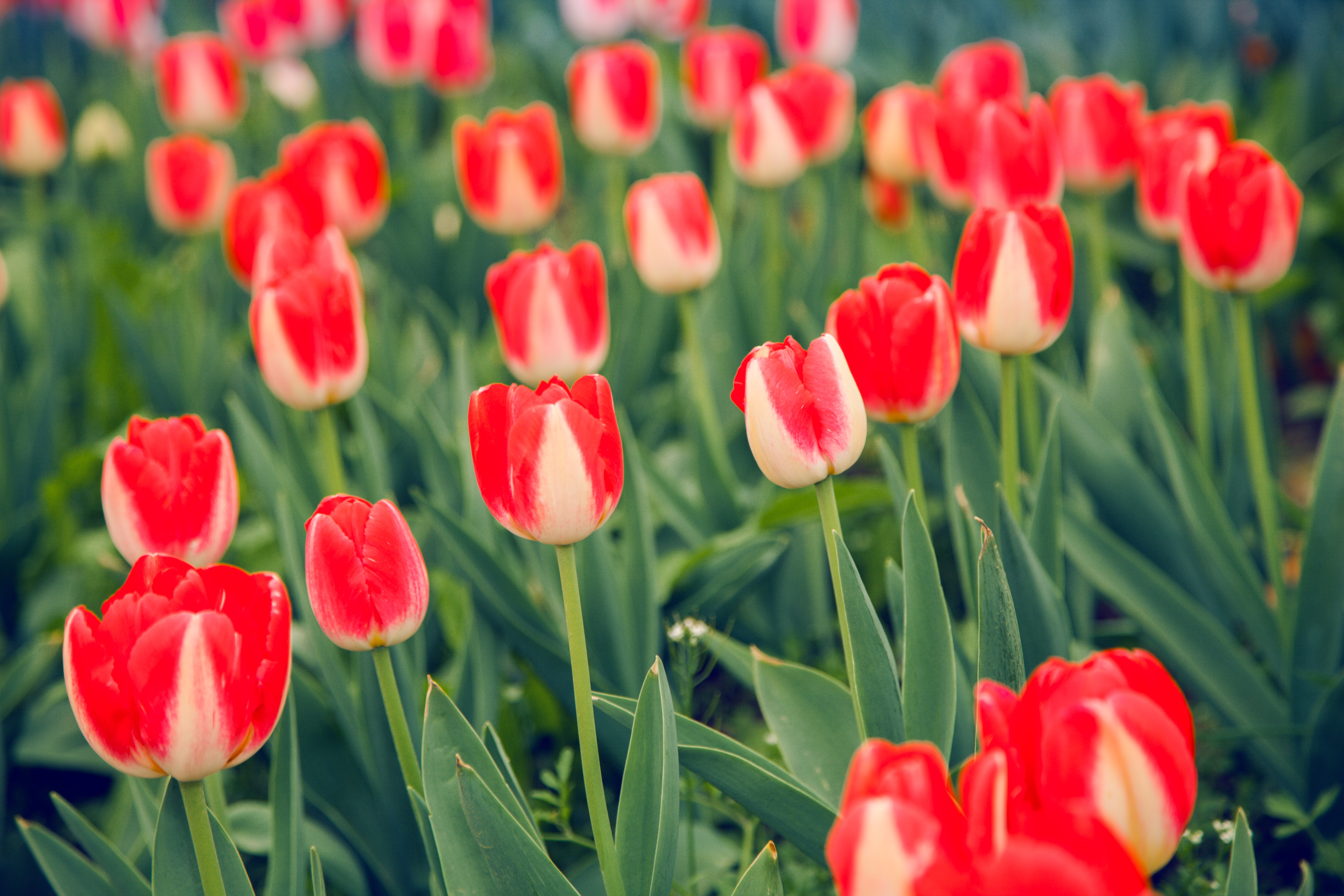 Red and white tulips in a field HD Wallpaper