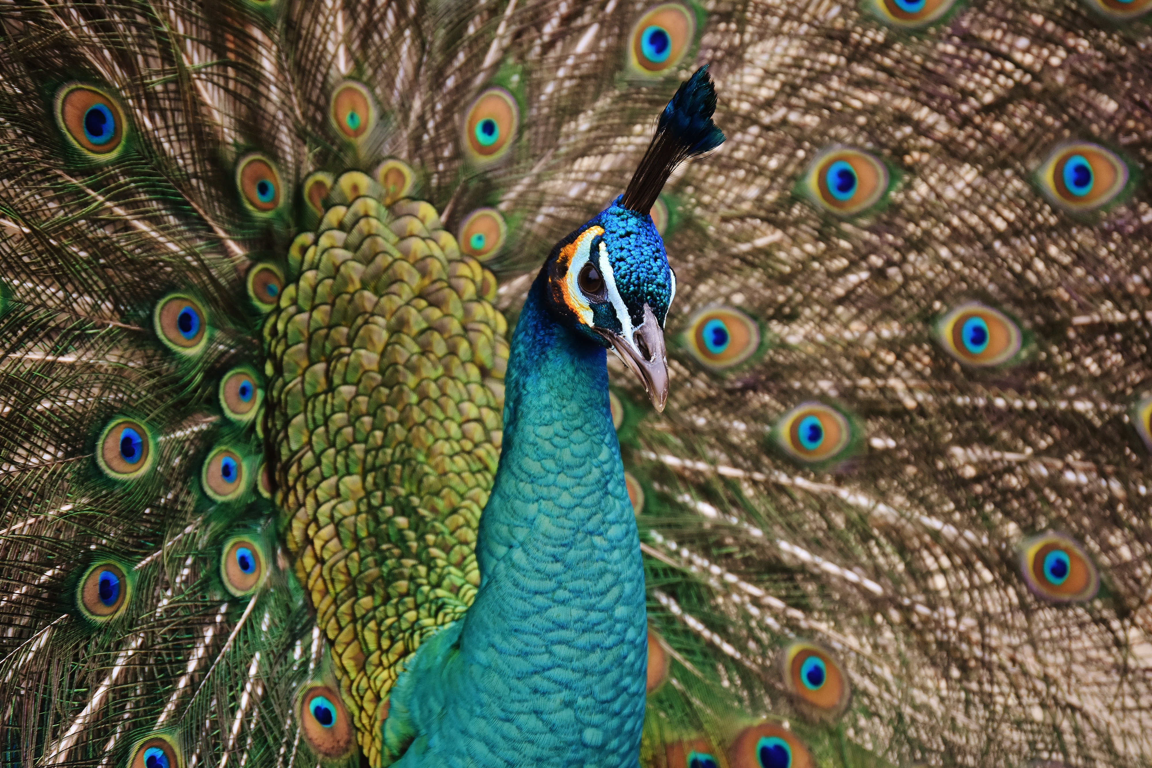 Peacock displaying its feathers HD Wallpaper