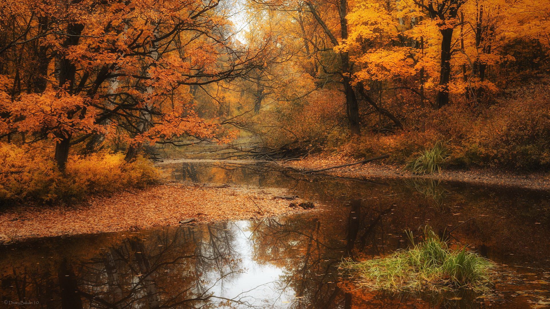 Autumn forest with a calm river and fallen leaves HD Wallpaper