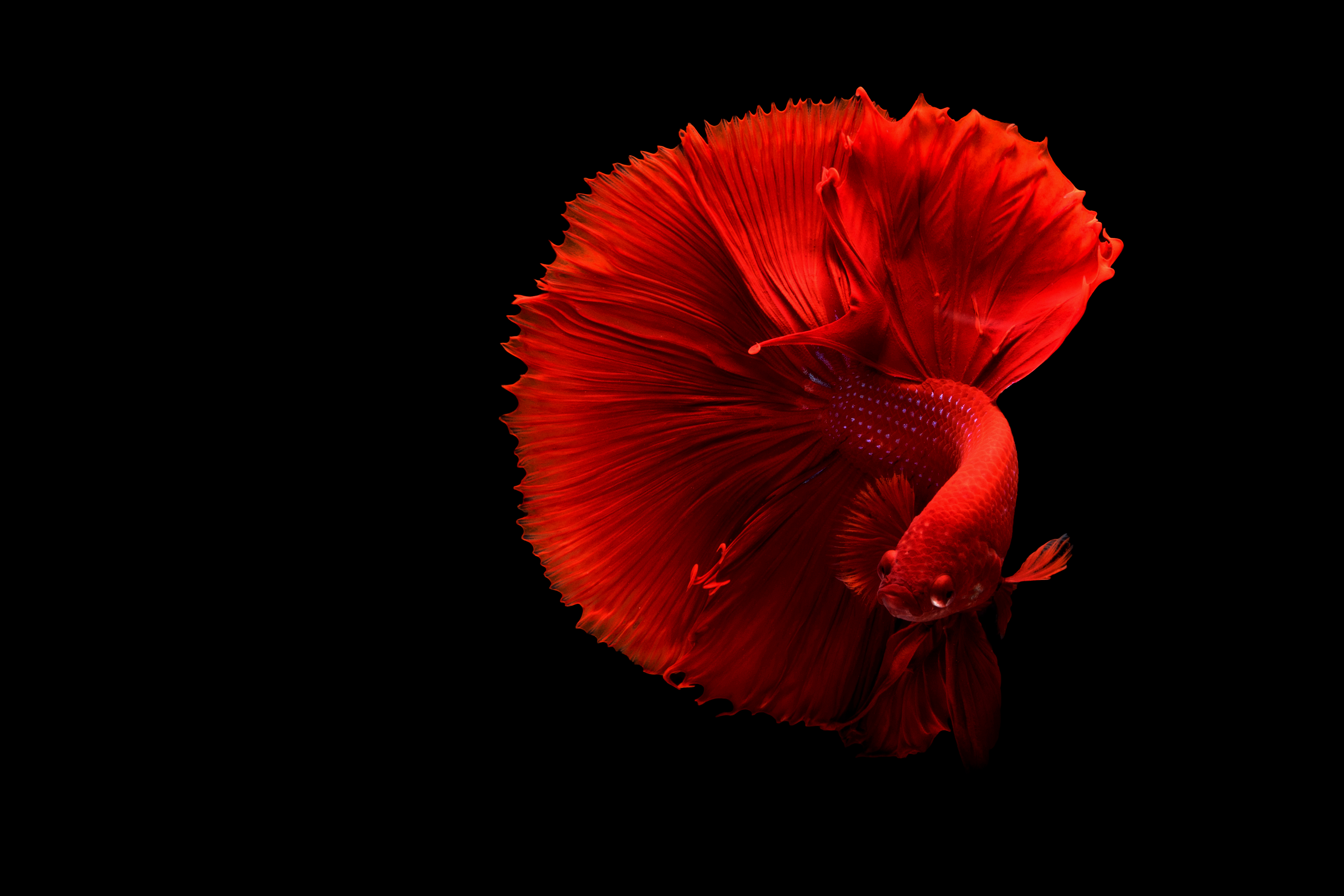 Red Betta Fish Underwater HD Wallpaper