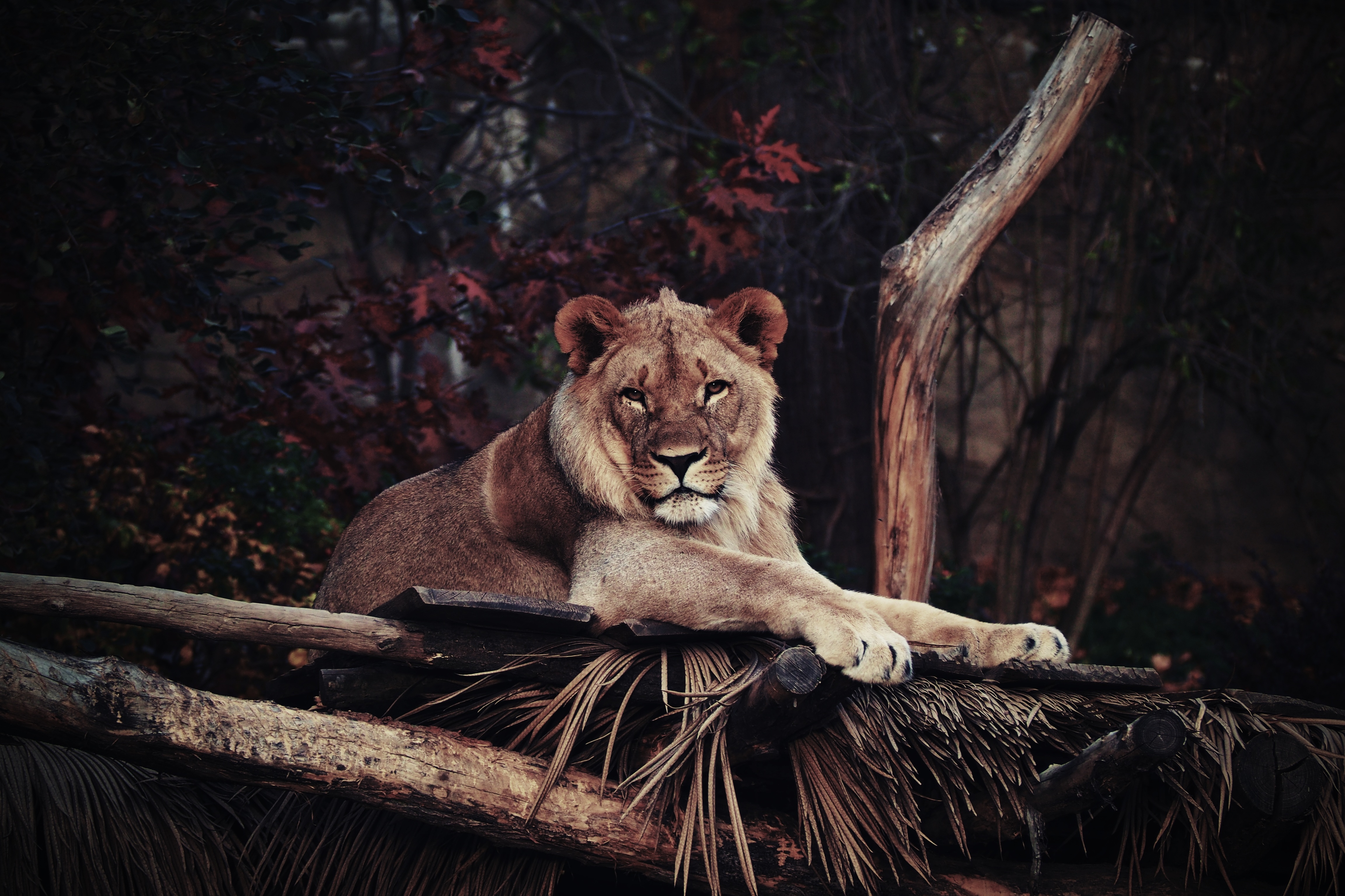 Lion resting on a wooden platform HD Wallpaper