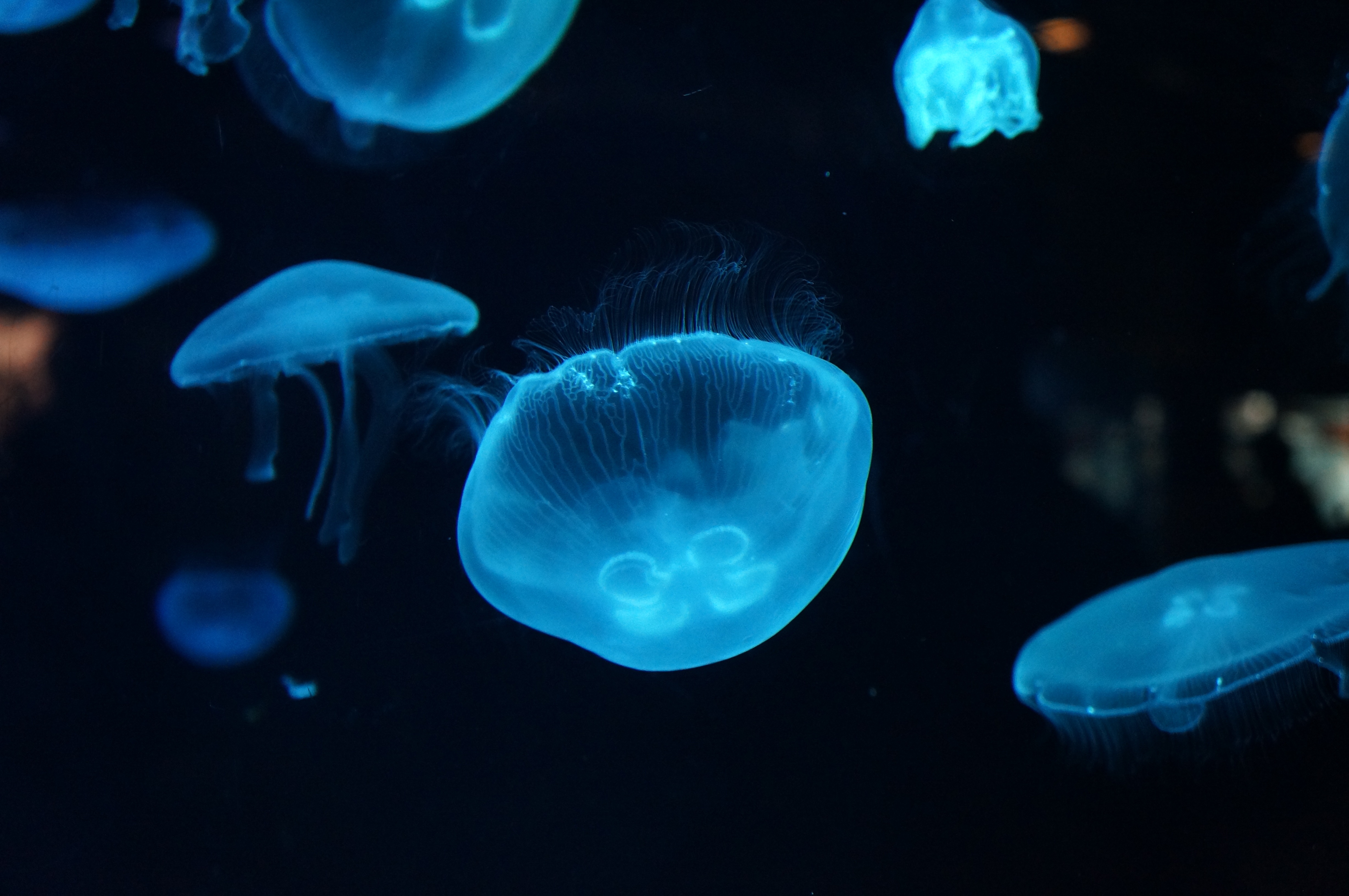 Jellyfish underwater 4K HD Wallpaper