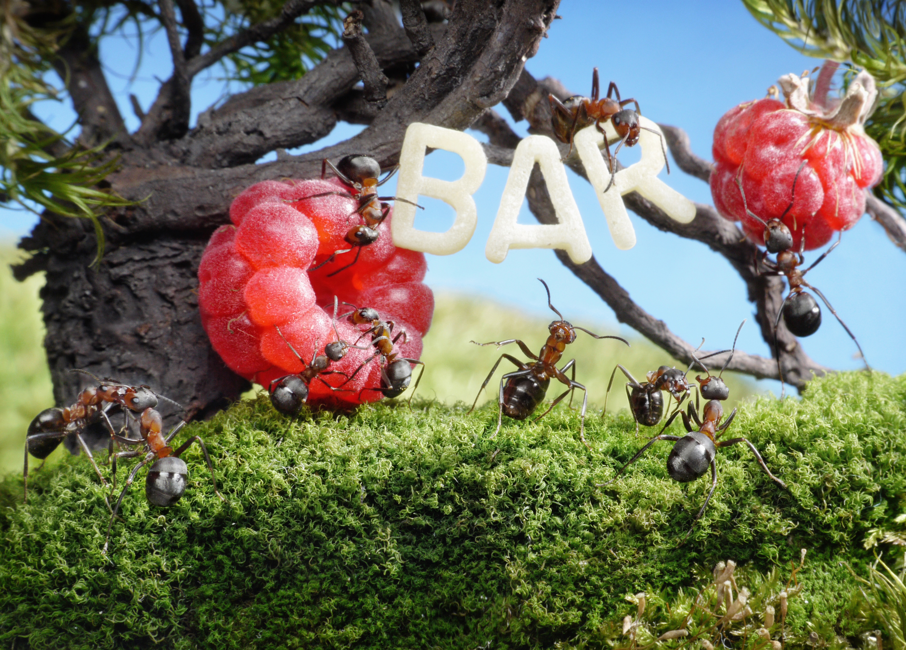Ants carrying letters spelling BAR near raspberries HD Wallpaper