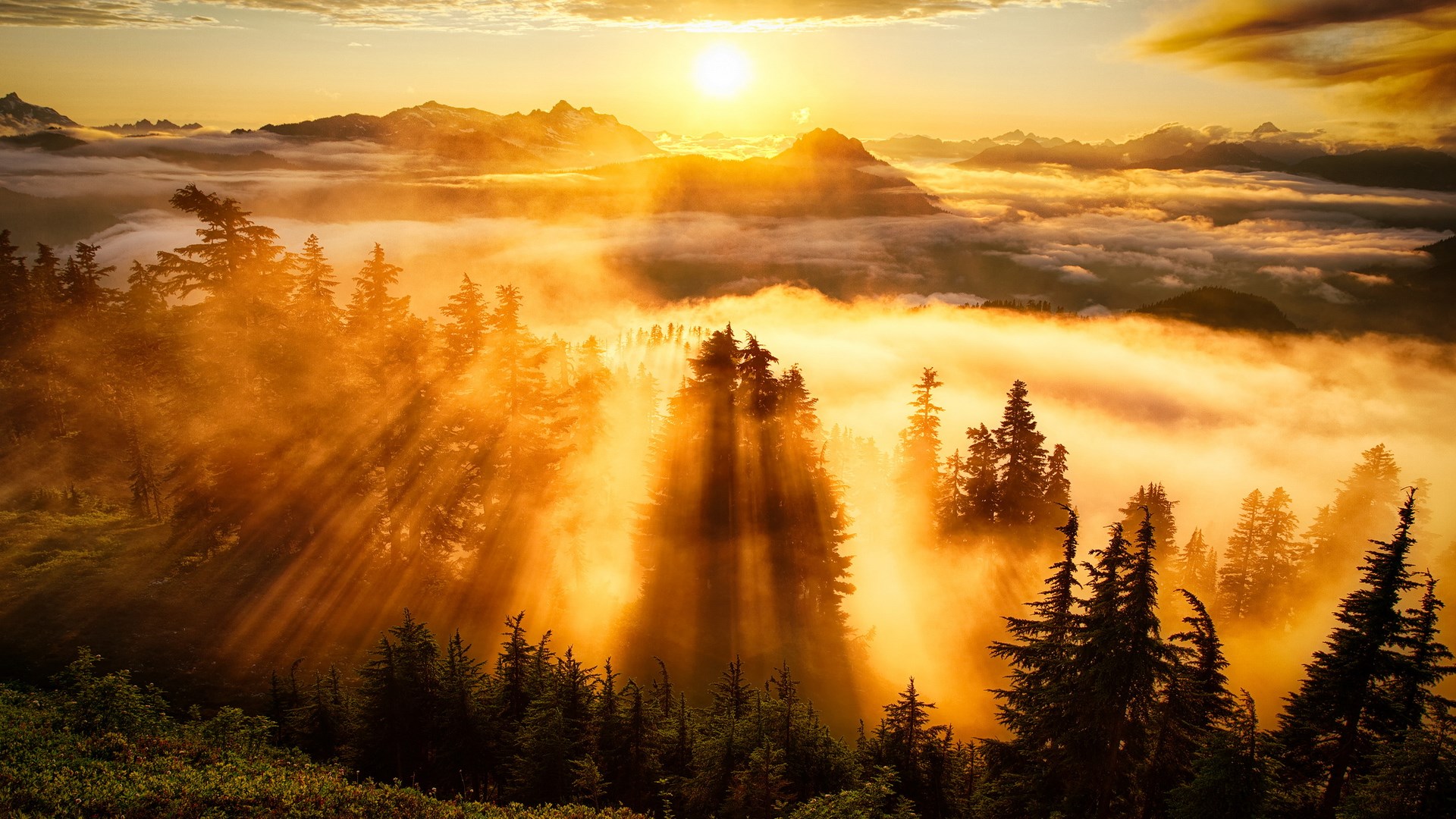 Sunbeams through misty forest and mountains at sunrise HD Wallpaper