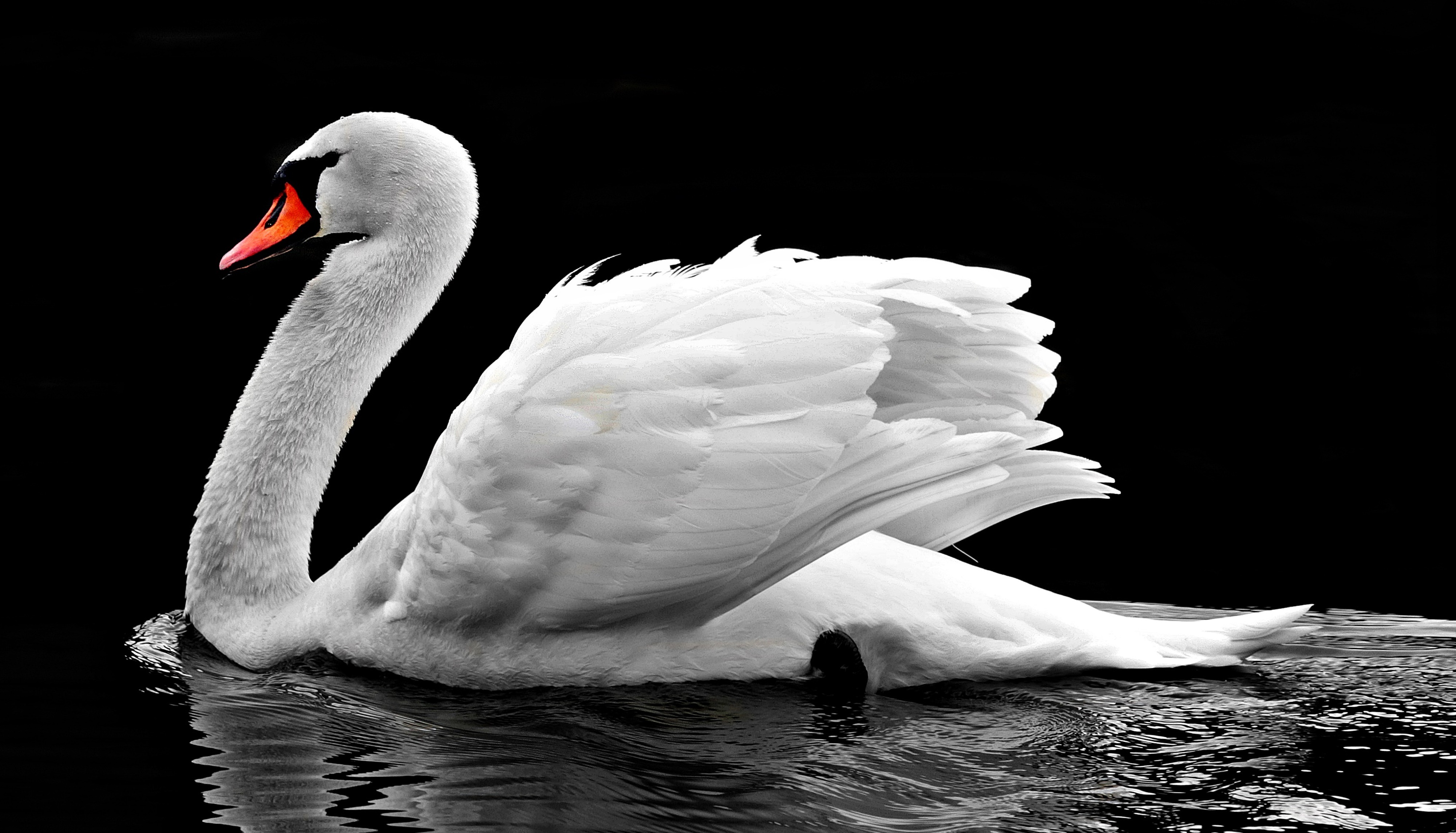 White Swan on Black Background HD Wallpaper