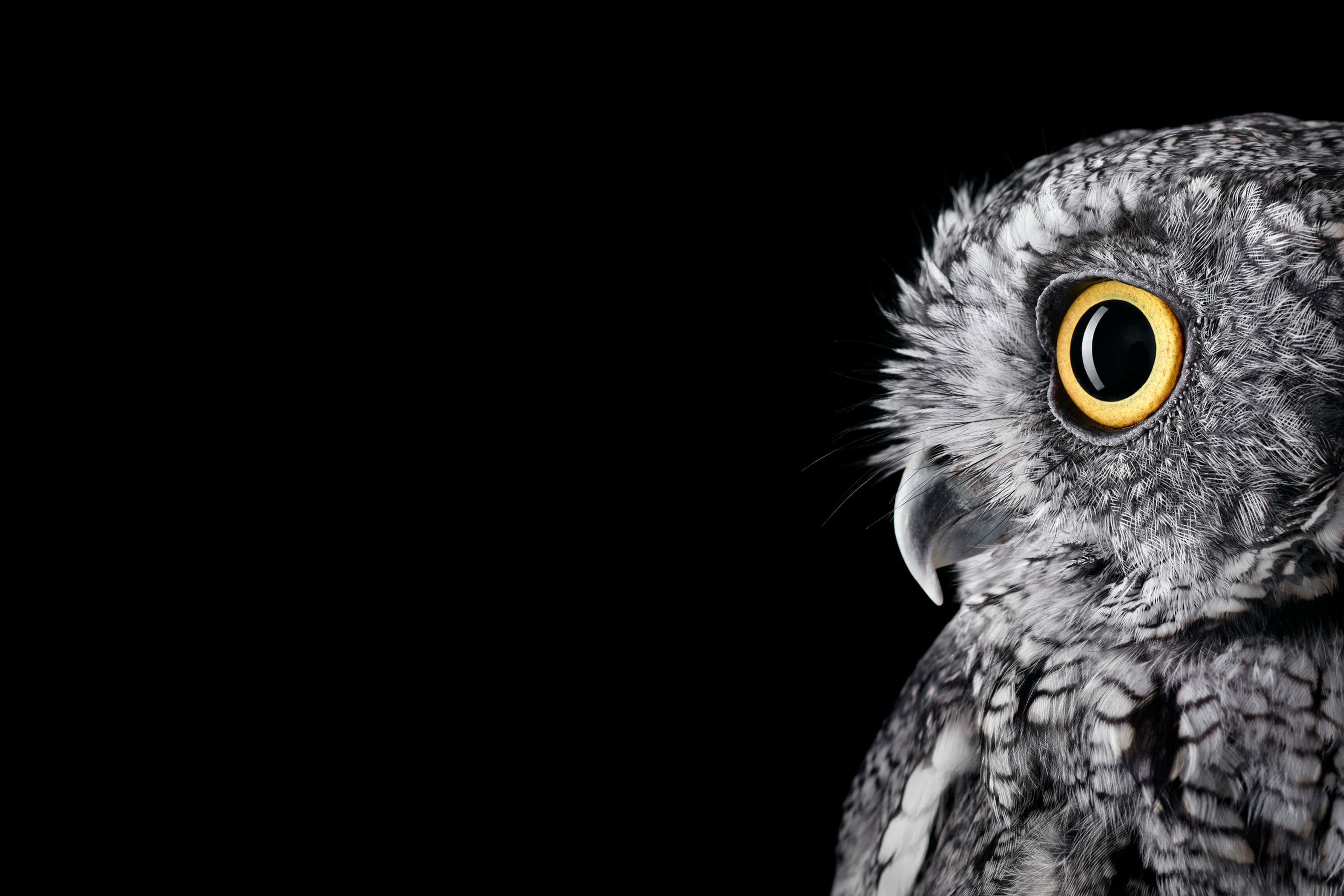 Close-up of an owl's face HD Wallpaper
