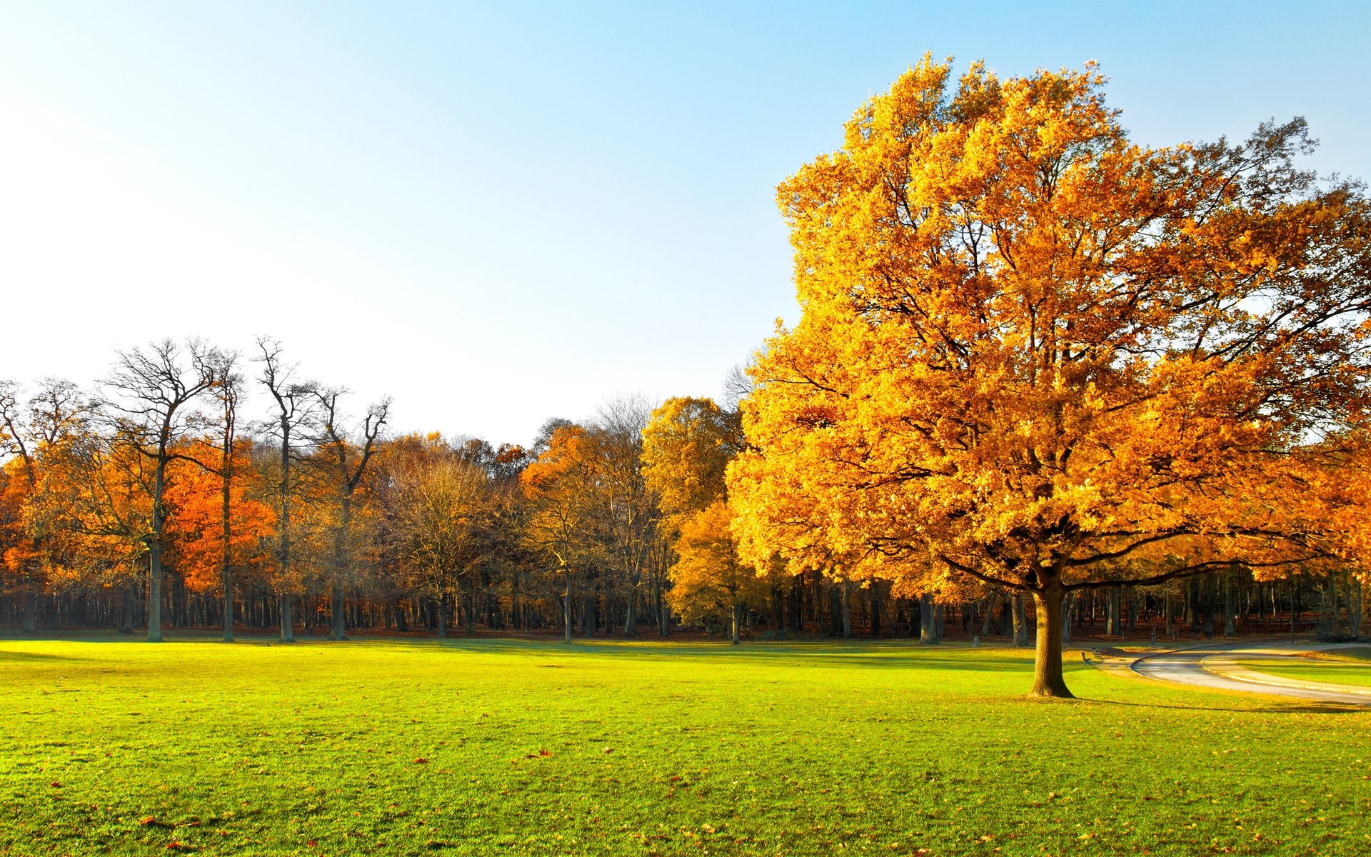 Autumn park with a large tree and a path HD Wallpaper