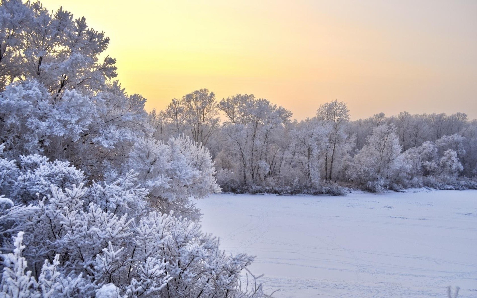Frozen trees along a frozen river at sunrise HD Wallpaper