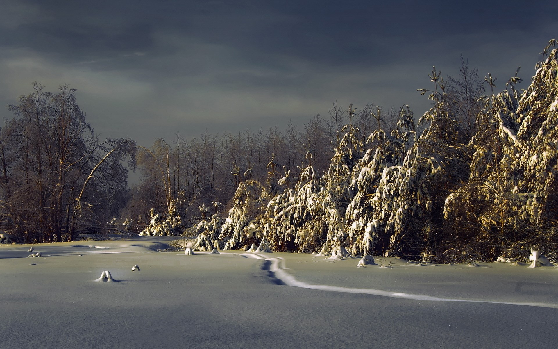 Snowy forest landscape with a winding path HD Wallpaper