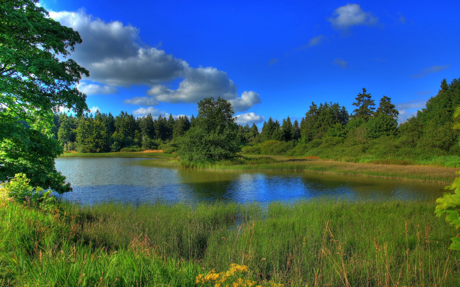 A tranquil lake surrounded by lush green trees under a blue sky HD Wallpaper