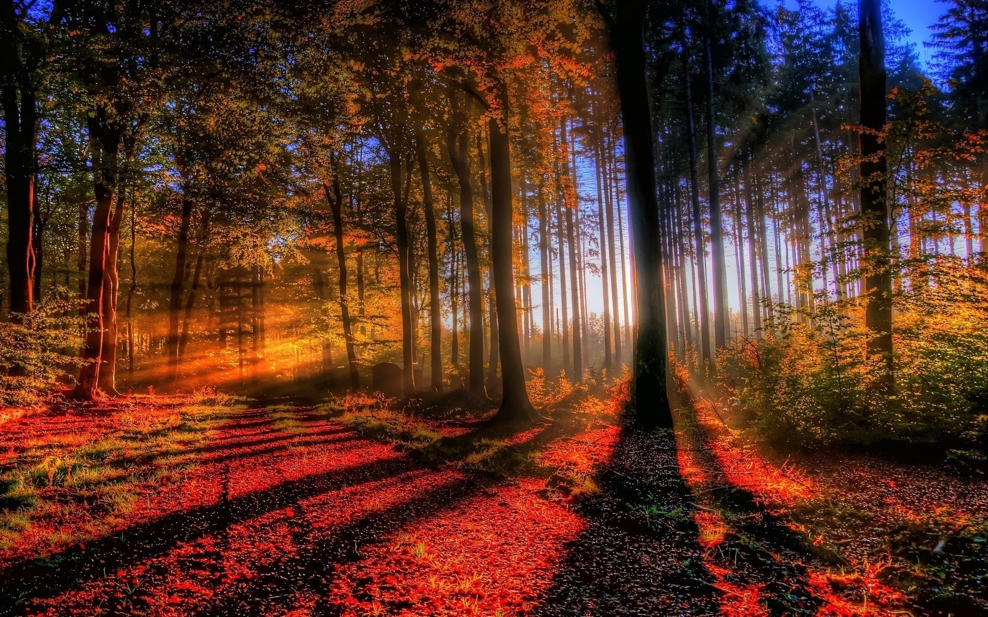 Sunlight filtering through autumn forest trees HD Wallpaper