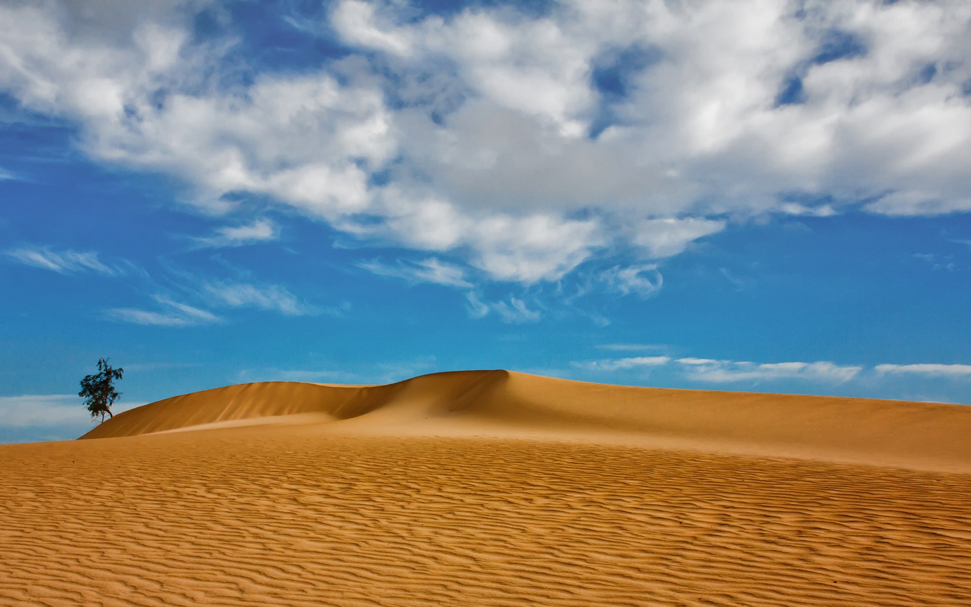 Desert dunes with a lone tree under a cloudy sky HD Wallpaper