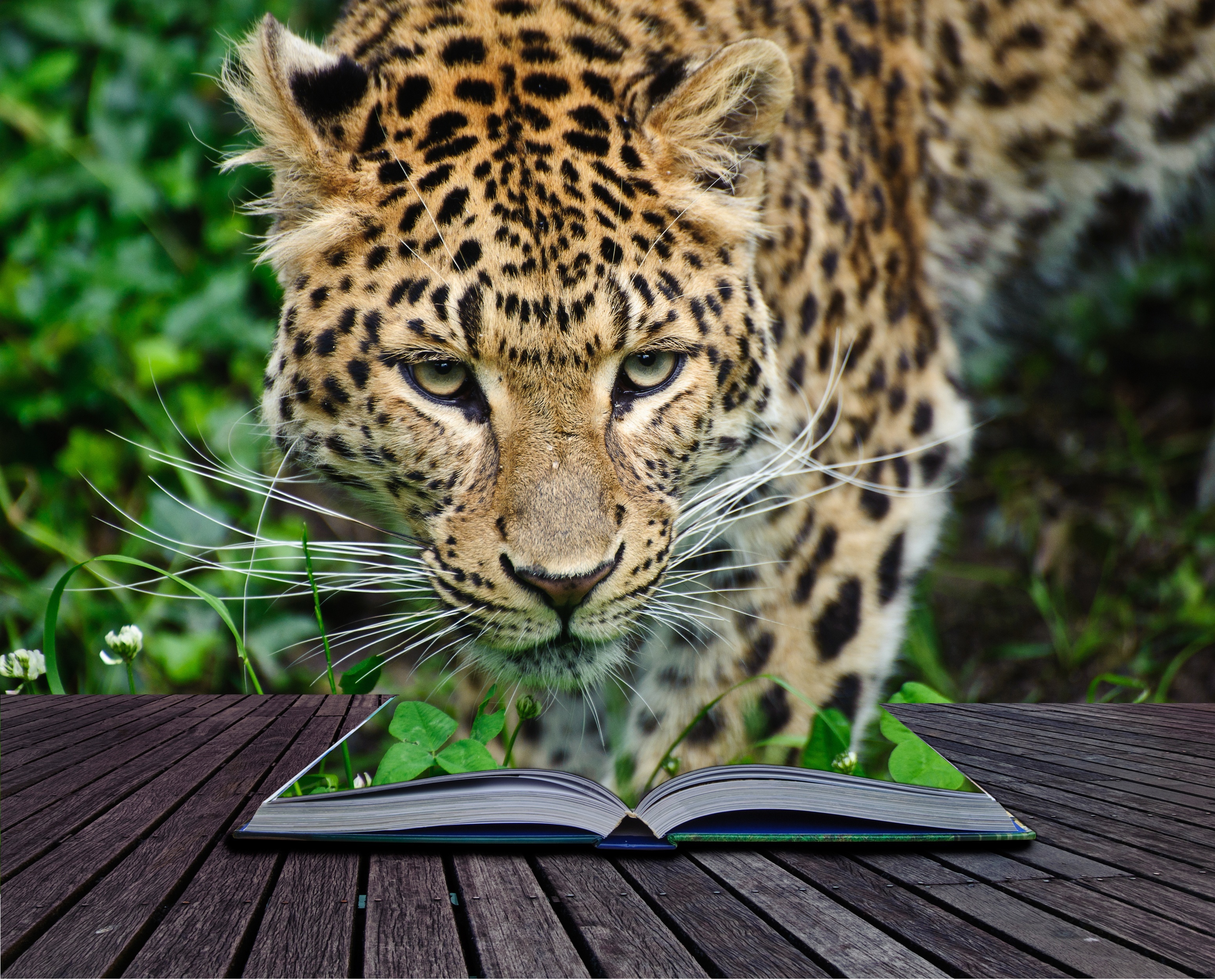 Leopard emerging from an open book HD Wallpaper